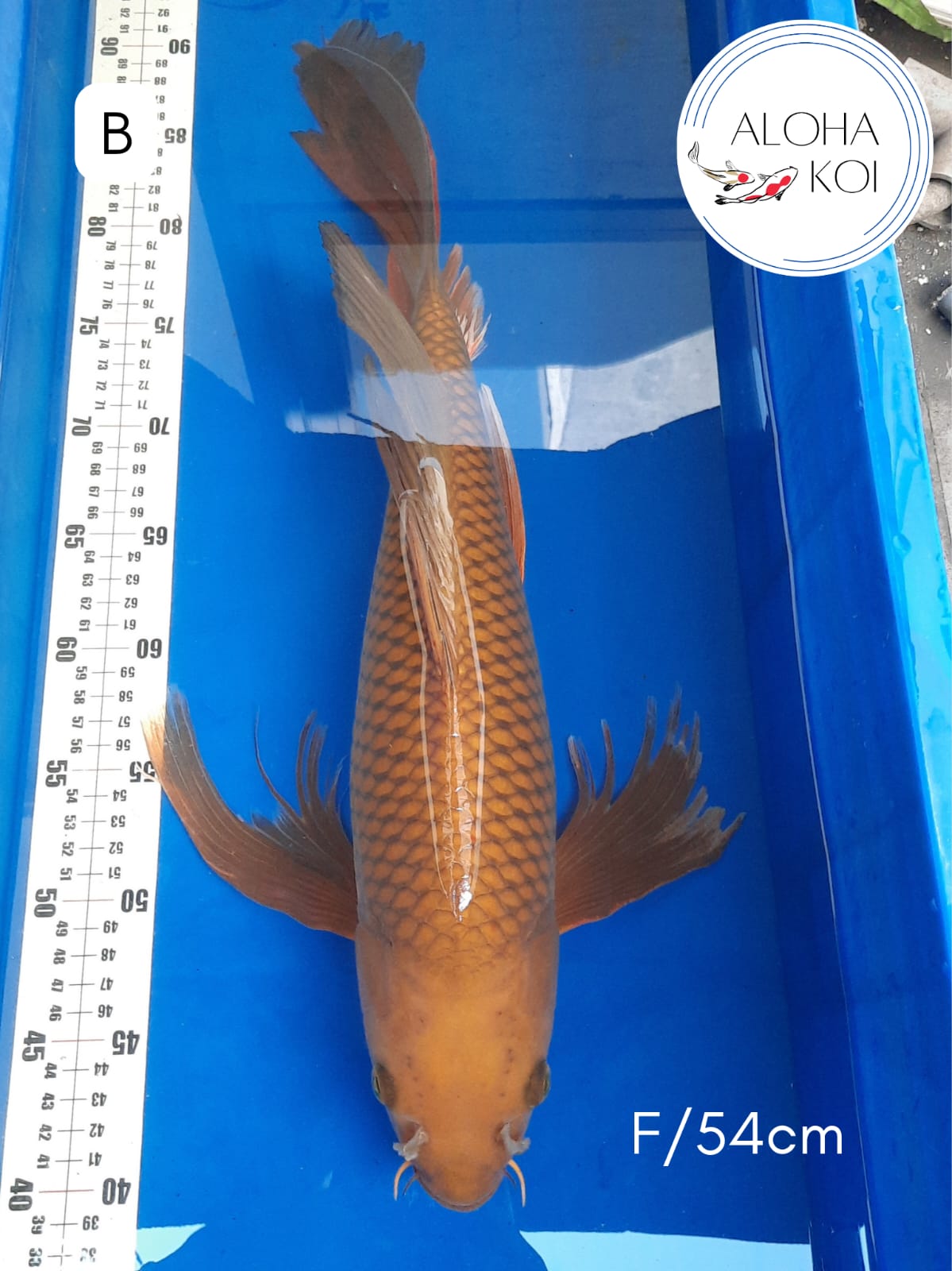 Ikan Koi CHAGOI SLAYER 54cm, lelang koi CHAGOI SLAYER 54cm, jual koi CHAGOI SLAYER 54cm, beli koi CHAGOI SLAYER 54cm, Lelang Koi Online, Jual Beli Ikan Koi, Pusat Jual Beli Koi, Info Lelang Koi Hari Ini, Platform Jual Beli Koi, Jual Beli Ikan Koi Online, Marketplace Ikan Koi, Jual Koi Terbaik, Tempat Beli Koi Berkualitas, Pasar Ikan Koi Online Terpercaya, Penjual Ikan Koi Terpercaya, Beli Koi Hias Online, Ikan Koi untuk Dijual, Koi Kualitas Terbaik, Toko Online Ikan Koi, Koi Hias Untuk Dijual, Jual Beli Ikan Koi Lokal, Koi Indonesia Online, Pusat Jual Beli Koi Terbesar