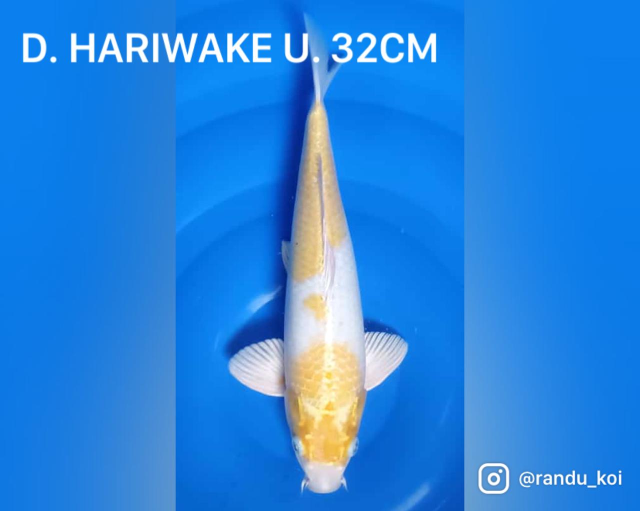 HARIWAKE 32cm