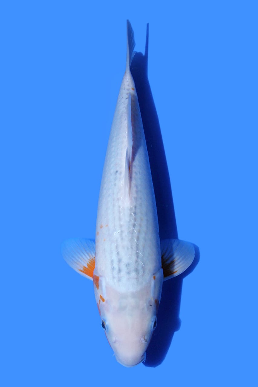 ASAGI IMPORT WADA KOI FARM 35cm