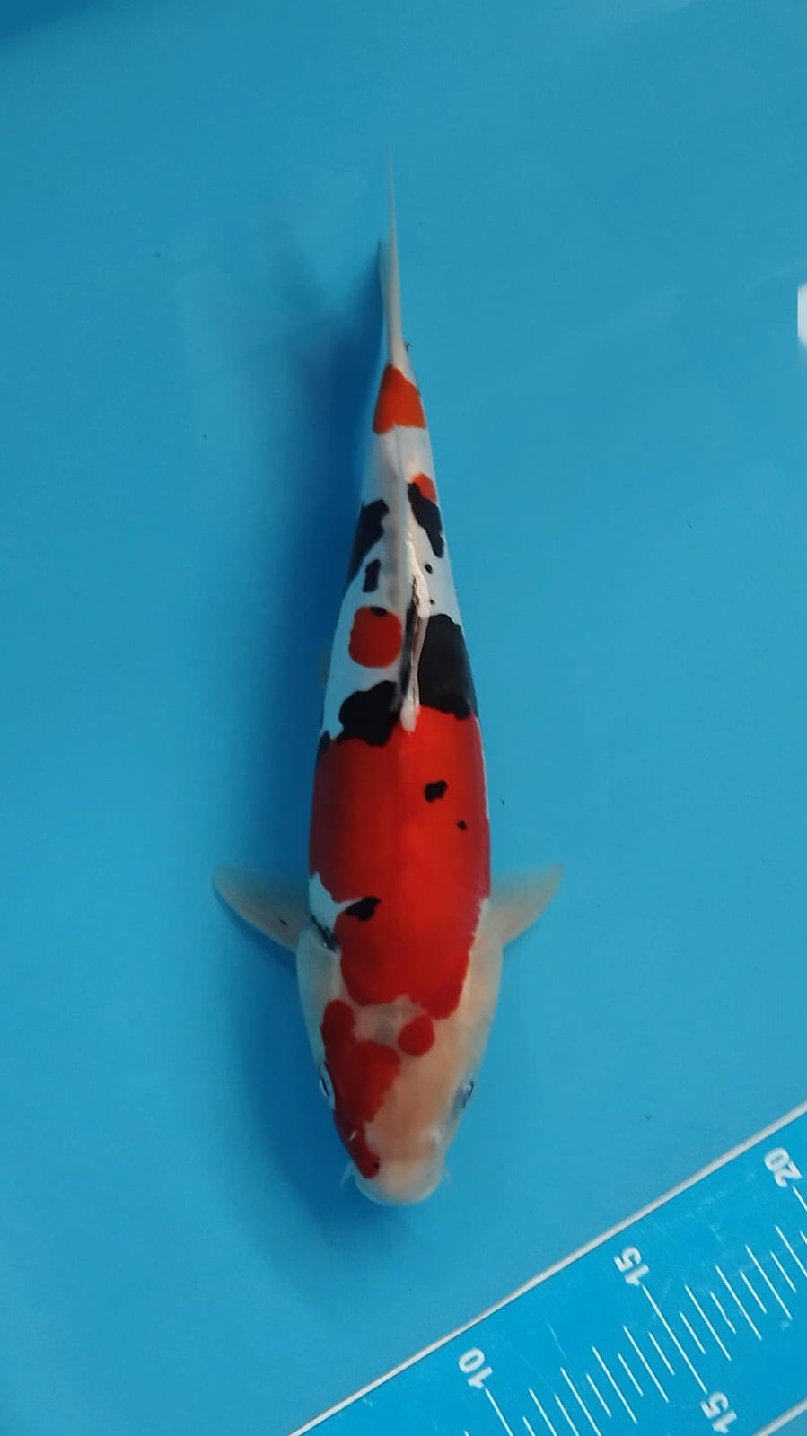 SHOWA DOITSU 31cm