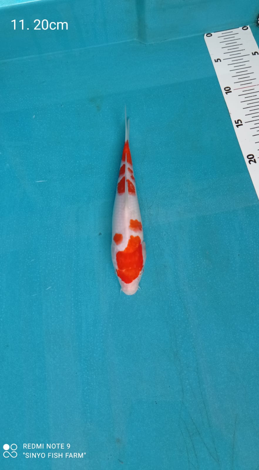 Lelang Koi Online, Jual Beli Ikan Koi, Pusat Jual Beli Koi, Info Lelang Koi Hari Ini, Platform Jual Beli Koi, Jual Beli Ikan Koi Online, Marketplace Ikan Koi, Jual Koi Terbaik, Tempat Beli Koi Berkualitas, Pasar Ikan Koi Online Terpercaya, Penjual Ikan Koi Terpercaya, Beli Koi Hias Online, Ikan Koi untuk Dijual, Koi Kualitas Terbaik, Toko Online Ikan Koi, Koi Hias Untuk Dijual, Jual Beli Ikan Koi Lokal, Koi Indonesia Online, Pusat Jual Beli Koi Terbesar