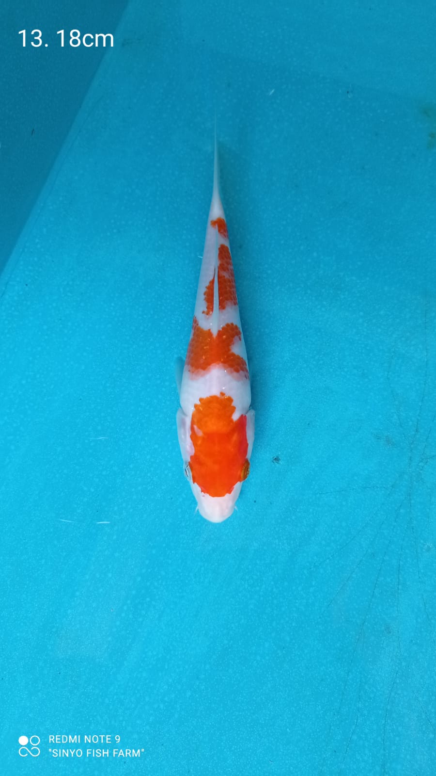 Lelang Koi Online, Jual Beli Ikan Koi, Pusat Jual Beli Koi, Info Lelang Koi Hari Ini, Platform Jual Beli Koi, Jual Beli Ikan Koi Online, Marketplace Ikan Koi, Jual Koi Terbaik, Tempat Beli Koi Berkualitas, Pasar Ikan Koi Online Terpercaya, Penjual Ikan Koi Terpercaya, Beli Koi Hias Online, Ikan Koi untuk Dijual, Koi Kualitas Terbaik, Toko Online Ikan Koi, Koi Hias Untuk Dijual, Jual Beli Ikan Koi Lokal, Koi Indonesia Online, Pusat Jual Beli Koi Terbesar