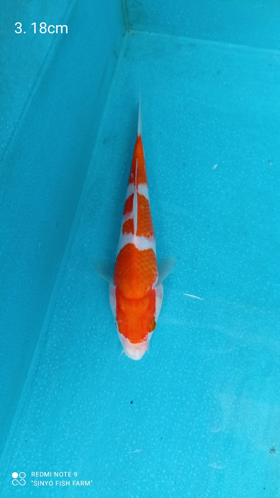 Lelang Koi Online, Jual Beli Ikan Koi, Pusat Jual Beli Koi, Info Lelang Koi Hari Ini, Platform Jual Beli Koi, Jual Beli Ikan Koi Online, Marketplace Ikan Koi, Jual Koi Terbaik, Tempat Beli Koi Berkualitas, Pasar Ikan Koi Online Terpercaya, Penjual Ikan Koi Terpercaya, Beli Koi Hias Online, Ikan Koi untuk Dijual, Koi Kualitas Terbaik, Toko Online Ikan Koi, Koi Hias Untuk Dijual, Jual Beli Ikan Koi Lokal, Koi Indonesia Online, Pusat Jual Beli Koi Terbesar