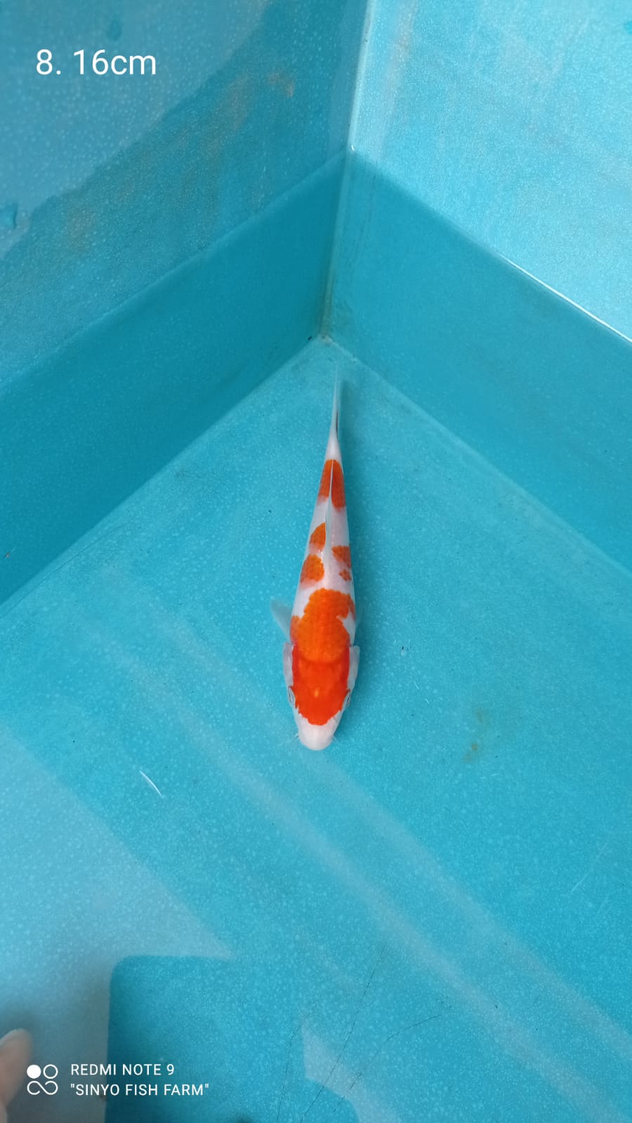 Lelang Koi Online, Jual Beli Ikan Koi, Pusat Jual Beli Koi, Info Lelang Koi Hari Ini, Platform Jual Beli Koi, Jual Beli Ikan Koi Online, Marketplace Ikan Koi, Jual Koi Terbaik, Tempat Beli Koi Berkualitas, Pasar Ikan Koi Online Terpercaya, Penjual Ikan Koi Terpercaya, Beli Koi Hias Online, Ikan Koi untuk Dijual, Koi Kualitas Terbaik, Toko Online Ikan Koi, Koi Hias Untuk Dijual, Jual Beli Ikan Koi Lokal, Koi Indonesia Online, Pusat Jual Beli Koi Terbesar
