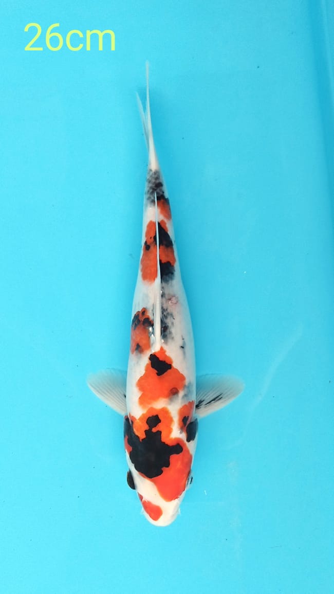SHOWA 26cm