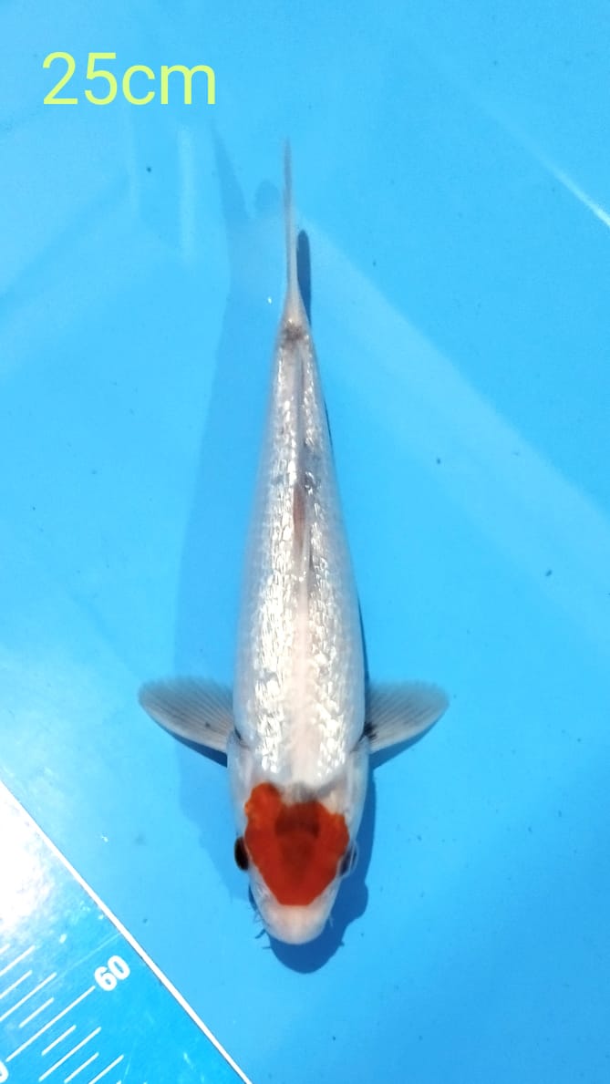 TANCHO SHOWA GINRIN 25cm