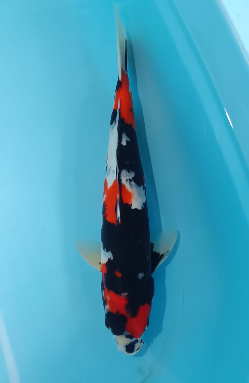 SHOWA MALE 44cm TANIGUCHI