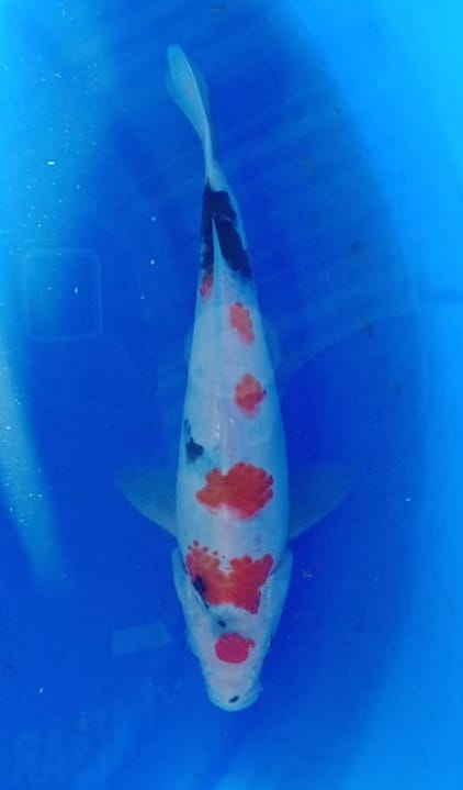 KINDAI SOWA ISTIMEWA 23cm