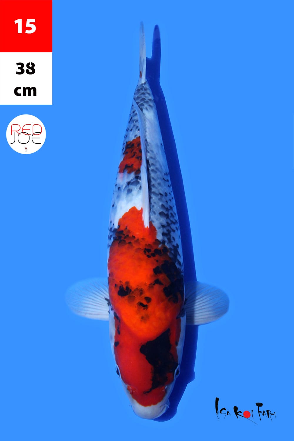 Lelang Koi Online, Jual Beli Ikan Koi, Pusat Jual Beli Koi, Info Lelang Koi Hari Ini, Platform Jual Beli Koi, Jual Beli Ikan Koi Online, Marketplace Ikan Koi, Jual Koi Terbaik, Tempat Beli Koi Berkualitas, Pasar Ikan Koi Online Terpercaya, Penjual Ikan Koi Terpercaya, Beli Koi Hias Online, Ikan Koi untuk Dijual, Koi Kualitas Terbaik, Toko Online Ikan Koi, Koi Hias Untuk Dijual, Jual Beli Ikan Koi Lokal, Koi Indonesia Online, Pusat Jual Beli Koi Terbesar
