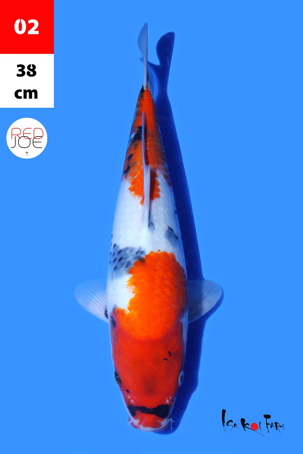 Lelang Koi Online, Jual Beli Ikan Koi, Pusat Jual Beli Koi, Info Lelang Koi Hari Ini, Platform Jual Beli Koi, Jual Beli Ikan Koi Online, Marketplace Ikan Koi, Jual Koi Terbaik, Tempat Beli Koi Berkualitas, Pasar Ikan Koi Online Terpercaya, Penjual Ikan Koi Terpercaya, Beli Koi Hias Online, Ikan Koi untuk Dijual, Koi Kualitas Terbaik, Toko Online Ikan Koi, Koi Hias Untuk Dijual, Jual Beli Ikan Koi Lokal, Koi Indonesia Online, Pusat Jual Beli Koi Terbesar