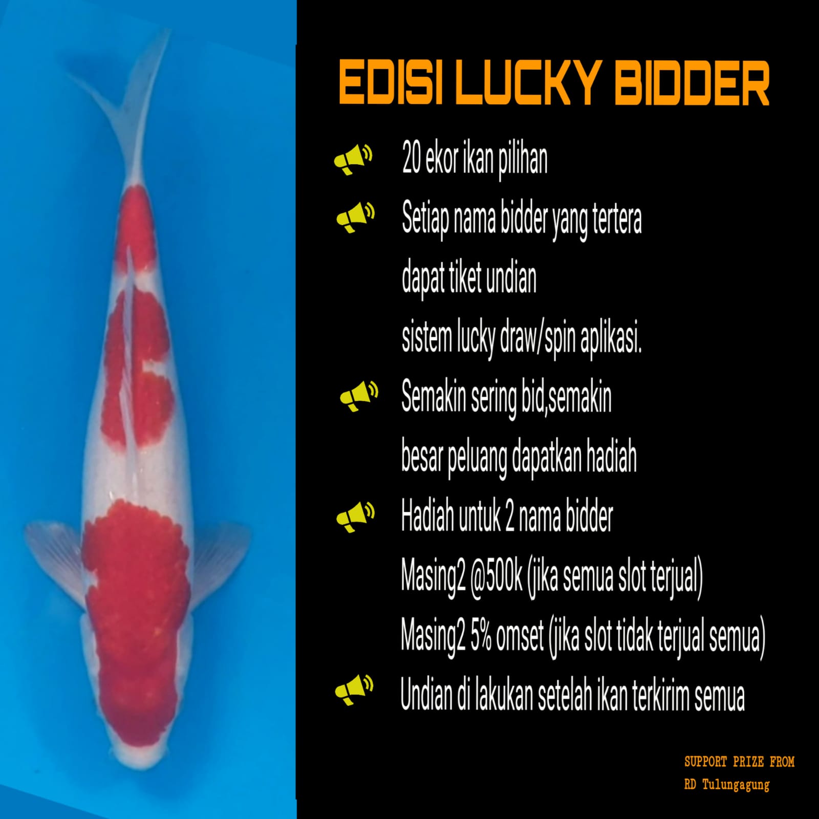 KOHAKU 32cm UNCHECK LOKAL
