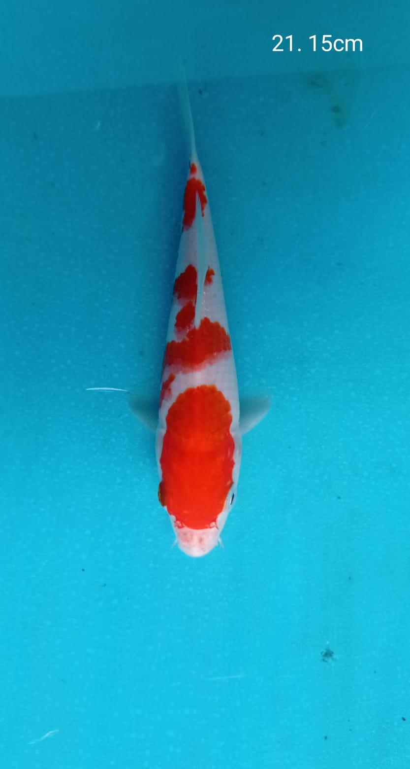 Lelang Koi Online, Jual Beli Ikan Koi, Pusat Jual Beli Koi, Info Lelang Koi Hari Ini, Platform Jual Beli Koi, Jual Beli Ikan Koi Online, Marketplace Ikan Koi, Jual Koi Terbaik, Tempat Beli Koi Berkualitas, Pasar Ikan Koi Online Terpercaya, Penjual Ikan Koi Terpercaya, Beli Koi Hias Online, Ikan Koi untuk Dijual, Koi Kualitas Terbaik, Toko Online Ikan Koi, Koi Hias Untuk Dijual, Jual Beli Ikan Koi Lokal, Koi Indonesia Online, Pusat Jual Beli Koi Terbesar