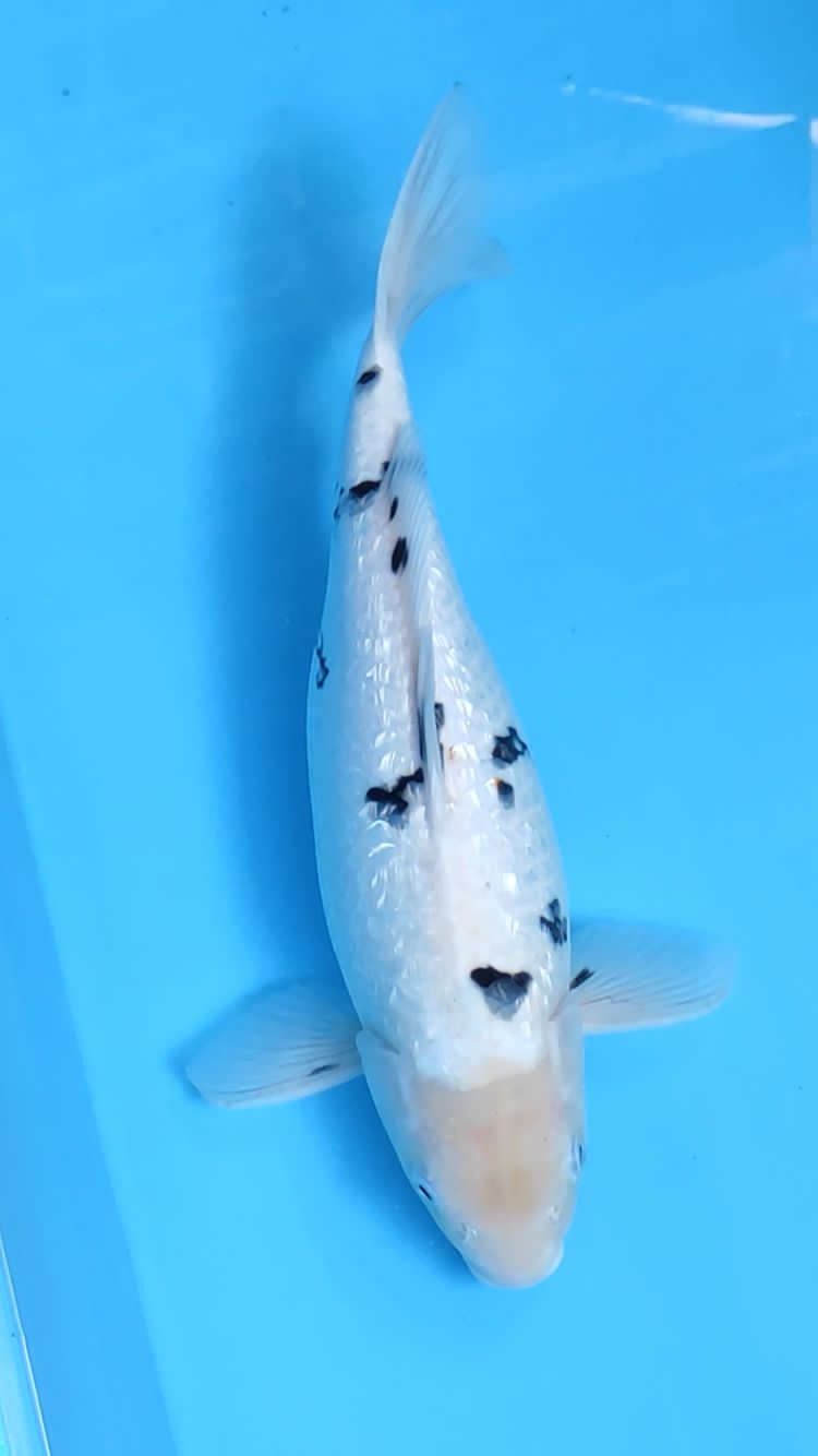 BEKKO GINRIN 39cm