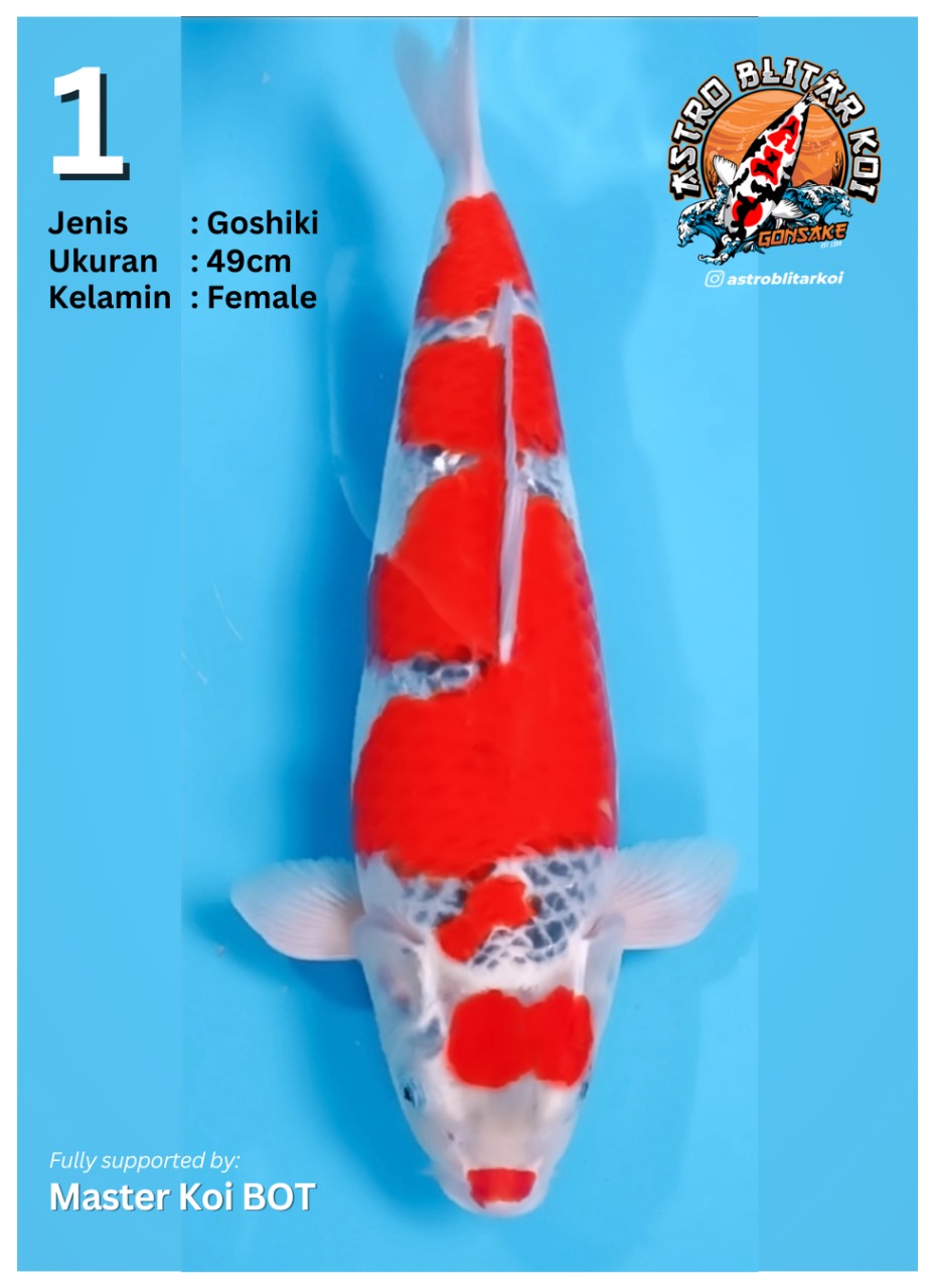 Lelang Koi Online, Jual Beli Ikan Koi, Pusat Jual Beli Koi, Info Lelang Koi Hari Ini, Platform Jual Beli Koi, Jual Beli Ikan Koi Online, Marketplace Ikan Koi, Jual Koi Terbaik, Tempat Beli Koi Berkualitas, Pasar Ikan Koi Online Terpercaya, Penjual Ikan Koi Terpercaya, Beli Koi Hias Online, Ikan Koi untuk Dijual, Koi Kualitas Terbaik, Toko Online Ikan Koi, Koi Hias Untuk Dijual, Jual Beli Ikan Koi Lokal, Koi Indonesia Online, Pusat Jual Beli Koi Terbesar