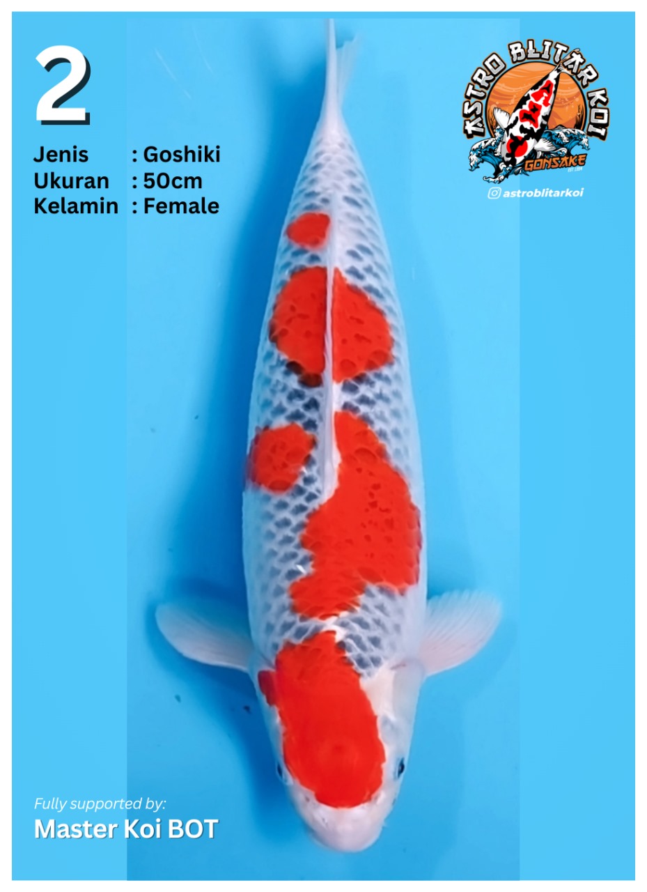 Lelang Koi Online, Jual Beli Ikan Koi, Pusat Jual Beli Koi, Info Lelang Koi Hari Ini, Platform Jual Beli Koi, Jual Beli Ikan Koi Online, Marketplace Ikan Koi, Jual Koi Terbaik, Tempat Beli Koi Berkualitas, Pasar Ikan Koi Online Terpercaya, Penjual Ikan Koi Terpercaya, Beli Koi Hias Online, Ikan Koi untuk Dijual, Koi Kualitas Terbaik, Toko Online Ikan Koi, Koi Hias Untuk Dijual, Jual Beli Ikan Koi Lokal, Koi Indonesia Online, Pusat Jual Beli Koi Terbesar