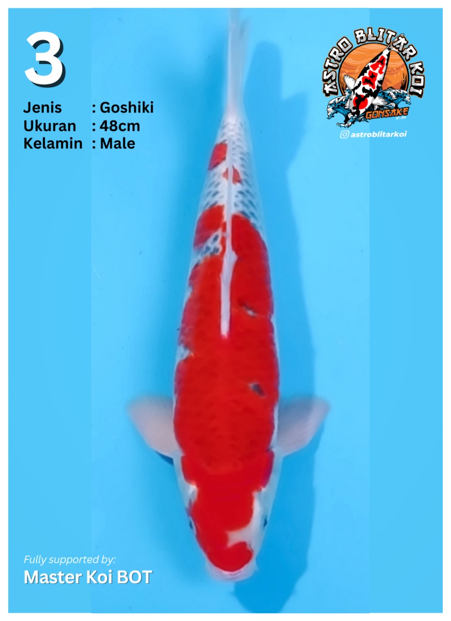 Lelang Koi Online, Jual Beli Ikan Koi, Pusat Jual Beli Koi, Info Lelang Koi Hari Ini, Platform Jual Beli Koi, Jual Beli Ikan Koi Online, Marketplace Ikan Koi, Jual Koi Terbaik, Tempat Beli Koi Berkualitas, Pasar Ikan Koi Online Terpercaya, Penjual Ikan Koi Terpercaya, Beli Koi Hias Online, Ikan Koi untuk Dijual, Koi Kualitas Terbaik, Toko Online Ikan Koi, Koi Hias Untuk Dijual, Jual Beli Ikan Koi Lokal, Koi Indonesia Online, Pusat Jual Beli Koi Terbesar