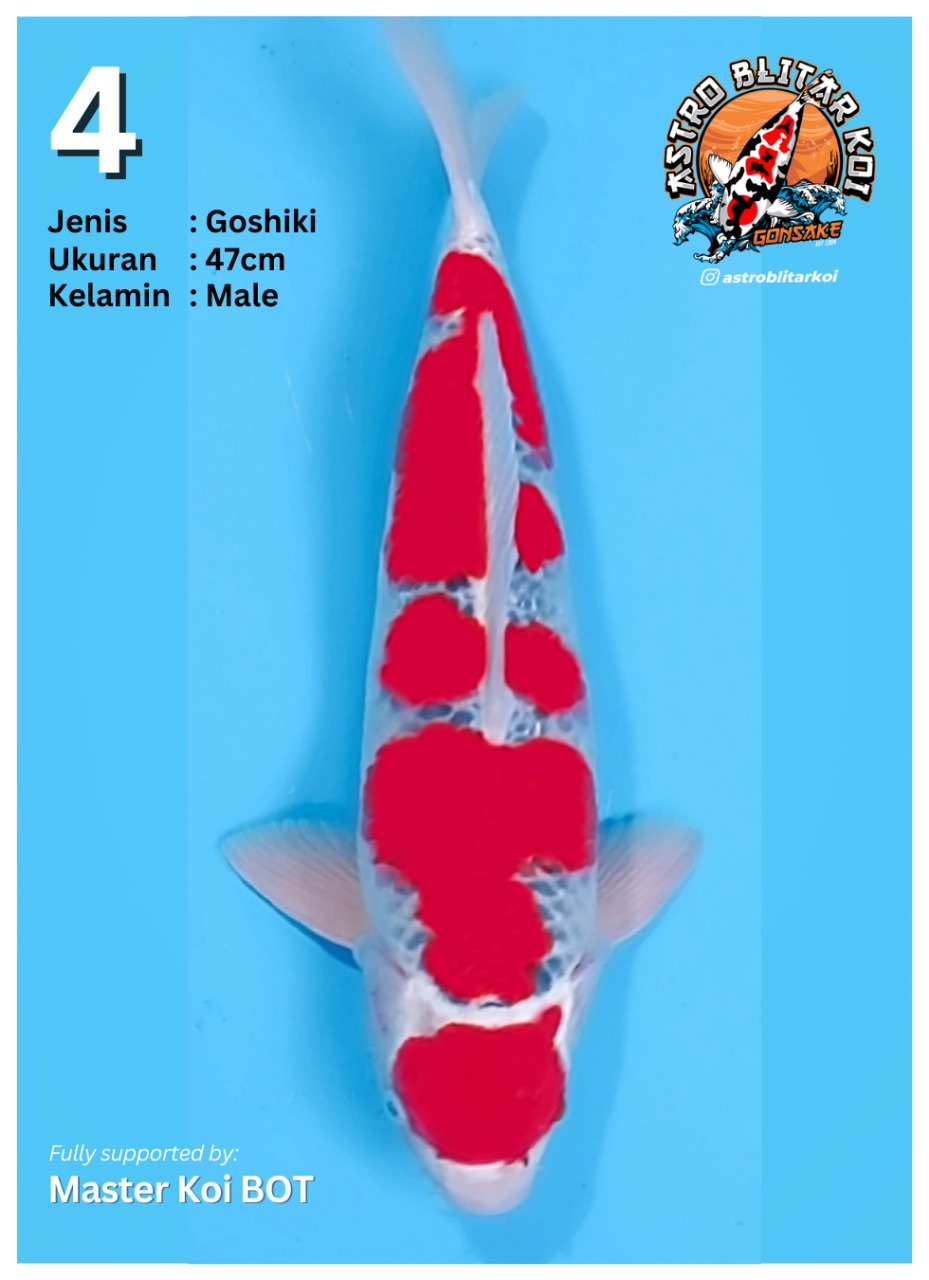Lelang Koi Online, Jual Beli Ikan Koi, Pusat Jual Beli Koi, Info Lelang Koi Hari Ini, Platform Jual Beli Koi, Jual Beli Ikan Koi Online, Marketplace Ikan Koi, Jual Koi Terbaik, Tempat Beli Koi Berkualitas, Pasar Ikan Koi Online Terpercaya, Penjual Ikan Koi Terpercaya, Beli Koi Hias Online, Ikan Koi untuk Dijual, Koi Kualitas Terbaik, Toko Online Ikan Koi, Koi Hias Untuk Dijual, Jual Beli Ikan Koi Lokal, Koi Indonesia Online, Pusat Jual Beli Koi Terbesar