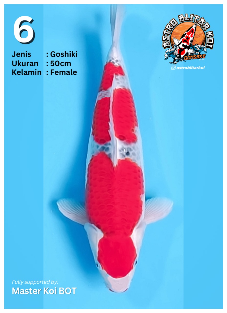 Lelang Koi Online, Jual Beli Ikan Koi, Pusat Jual Beli Koi, Info Lelang Koi Hari Ini, Platform Jual Beli Koi, Jual Beli Ikan Koi Online, Marketplace Ikan Koi, Jual Koi Terbaik, Tempat Beli Koi Berkualitas, Pasar Ikan Koi Online Terpercaya, Penjual Ikan Koi Terpercaya, Beli Koi Hias Online, Ikan Koi untuk Dijual, Koi Kualitas Terbaik, Toko Online Ikan Koi, Koi Hias Untuk Dijual, Jual Beli Ikan Koi Lokal, Koi Indonesia Online, Pusat Jual Beli Koi Terbesar