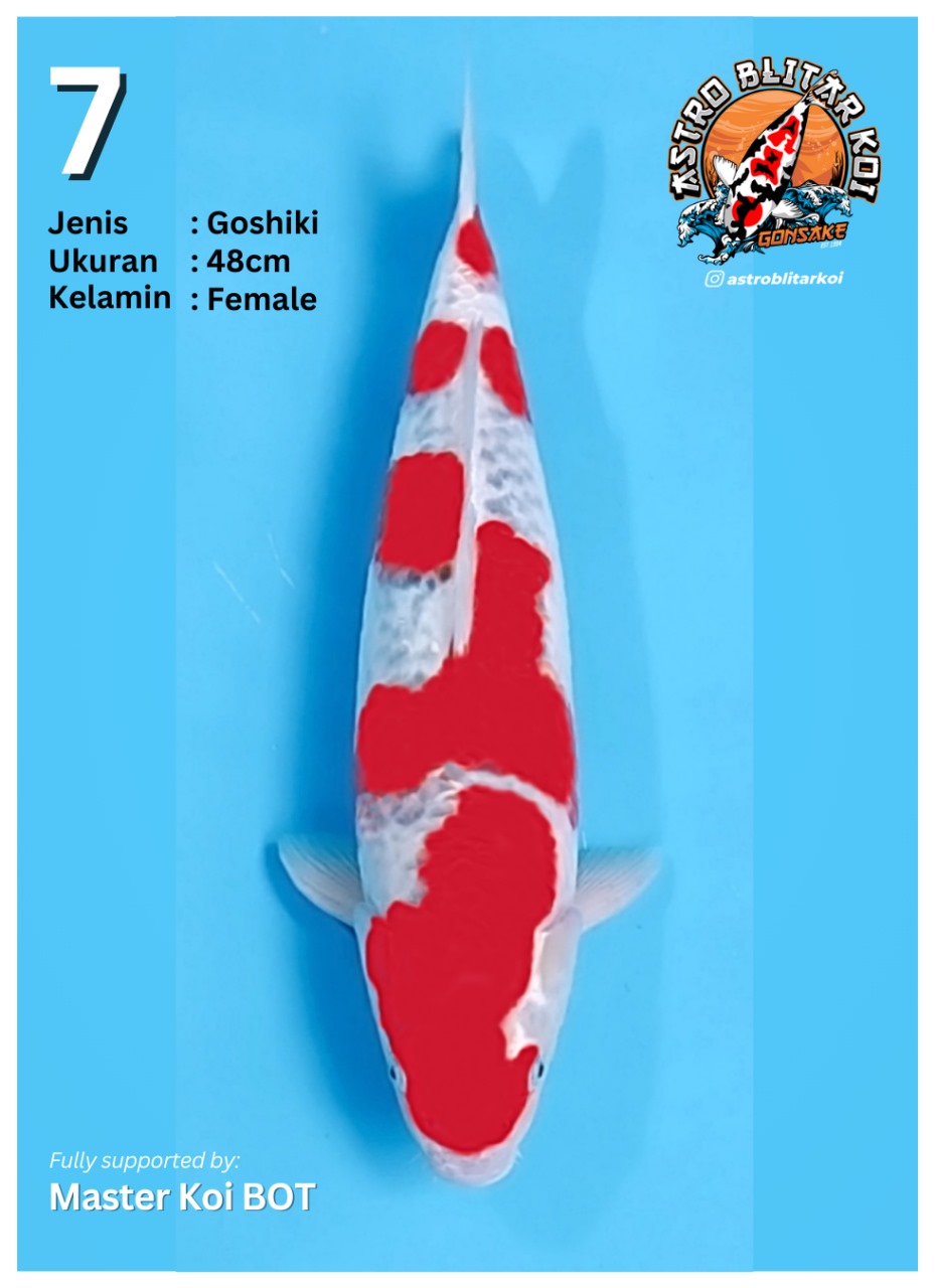 Lelang Koi Online, Jual Beli Ikan Koi, Pusat Jual Beli Koi, Info Lelang Koi Hari Ini, Platform Jual Beli Koi, Jual Beli Ikan Koi Online, Marketplace Ikan Koi, Jual Koi Terbaik, Tempat Beli Koi Berkualitas, Pasar Ikan Koi Online Terpercaya, Penjual Ikan Koi Terpercaya, Beli Koi Hias Online, Ikan Koi untuk Dijual, Koi Kualitas Terbaik, Toko Online Ikan Koi, Koi Hias Untuk Dijual, Jual Beli Ikan Koi Lokal, Koi Indonesia Online, Pusat Jual Beli Koi Terbesar
