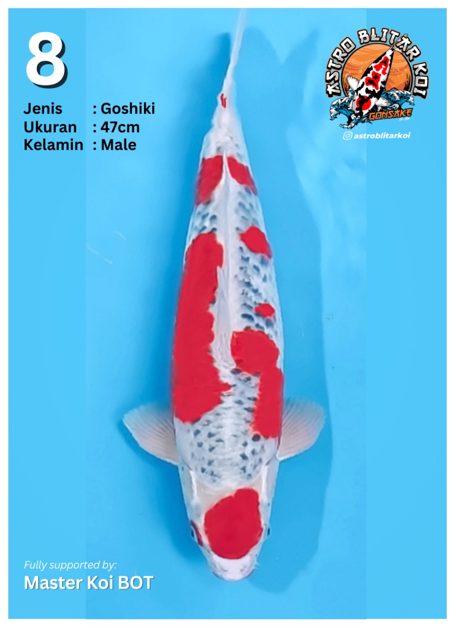 Lelang Koi Online, Jual Beli Ikan Koi, Pusat Jual Beli Koi, Info Lelang Koi Hari Ini, Platform Jual Beli Koi, Jual Beli Ikan Koi Online, Marketplace Ikan Koi, Jual Koi Terbaik, Tempat Beli Koi Berkualitas, Pasar Ikan Koi Online Terpercaya, Penjual Ikan Koi Terpercaya, Beli Koi Hias Online, Ikan Koi untuk Dijual, Koi Kualitas Terbaik, Toko Online Ikan Koi, Koi Hias Untuk Dijual, Jual Beli Ikan Koi Lokal, Koi Indonesia Online, Pusat Jual Beli Koi Terbesar