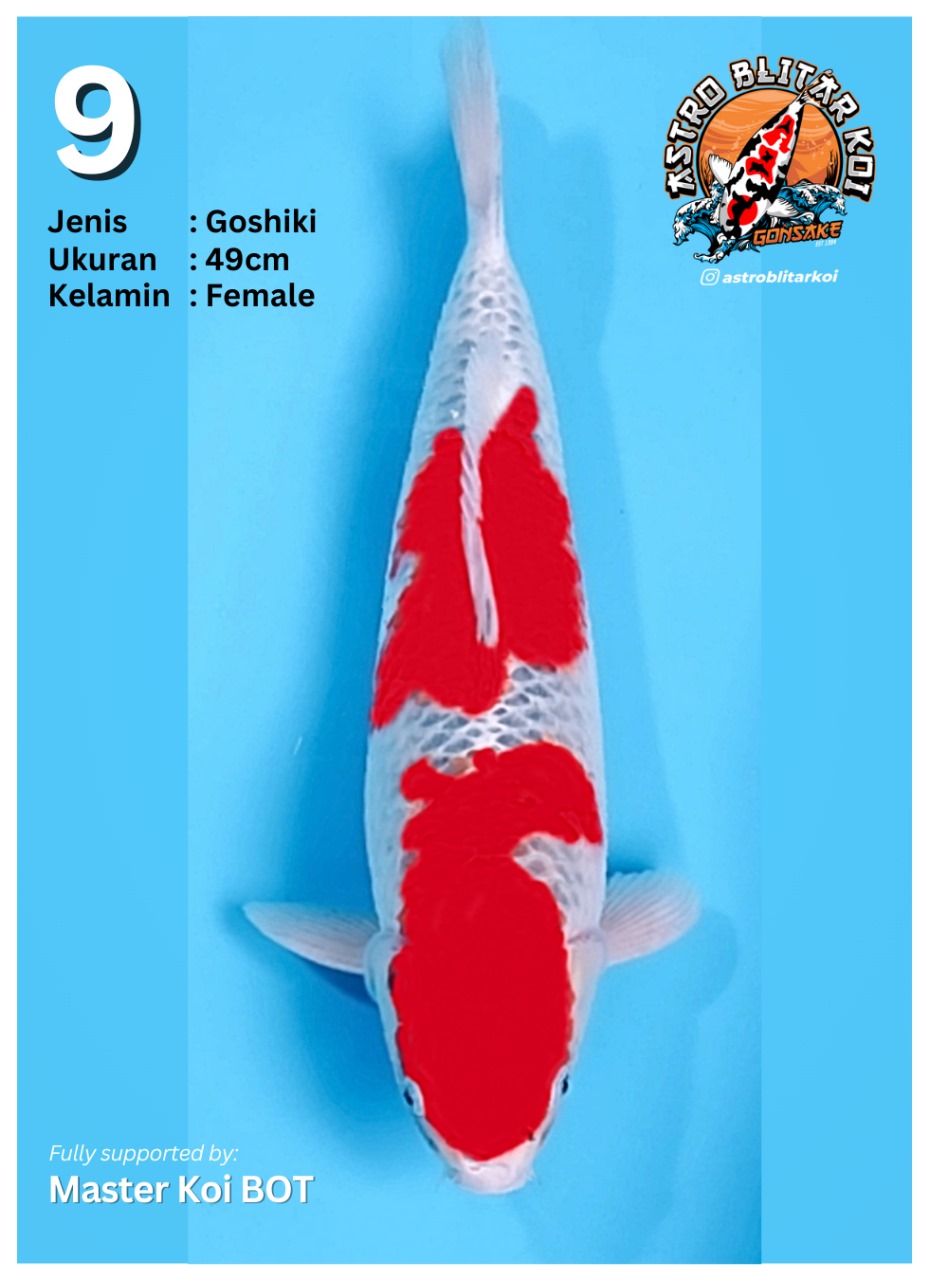 Lelang Koi Online, Jual Beli Ikan Koi, Pusat Jual Beli Koi, Info Lelang Koi Hari Ini, Platform Jual Beli Koi, Jual Beli Ikan Koi Online, Marketplace Ikan Koi, Jual Koi Terbaik, Tempat Beli Koi Berkualitas, Pasar Ikan Koi Online Terpercaya, Penjual Ikan Koi Terpercaya, Beli Koi Hias Online, Ikan Koi untuk Dijual, Koi Kualitas Terbaik, Toko Online Ikan Koi, Koi Hias Untuk Dijual, Jual Beli Ikan Koi Lokal, Koi Indonesia Online, Pusat Jual Beli Koi Terbesar