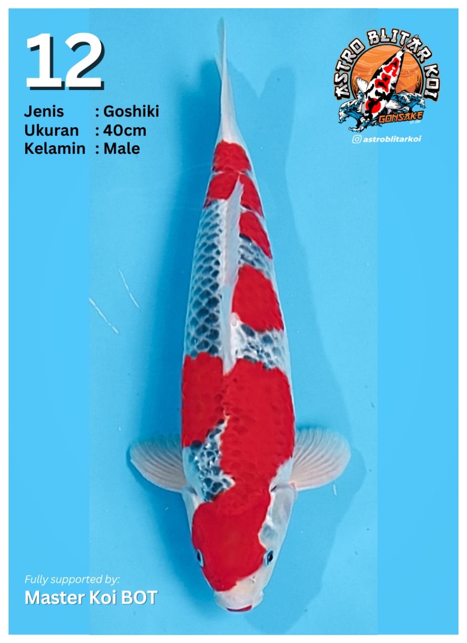 Lelang Koi Online, Jual Beli Ikan Koi, Pusat Jual Beli Koi, Info Lelang Koi Hari Ini, Platform Jual Beli Koi, Jual Beli Ikan Koi Online, Marketplace Ikan Koi, Jual Koi Terbaik, Tempat Beli Koi Berkualitas, Pasar Ikan Koi Online Terpercaya, Penjual Ikan Koi Terpercaya, Beli Koi Hias Online, Ikan Koi untuk Dijual, Koi Kualitas Terbaik, Toko Online Ikan Koi, Koi Hias Untuk Dijual, Jual Beli Ikan Koi Lokal, Koi Indonesia Online, Pusat Jual Beli Koi Terbesar
