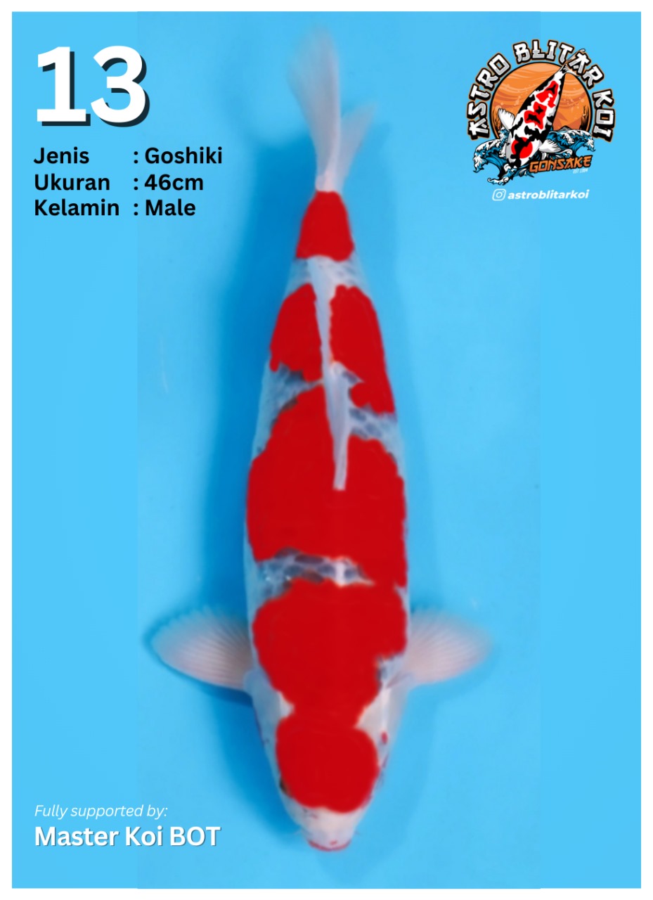 Lelang Koi Online, Jual Beli Ikan Koi, Pusat Jual Beli Koi, Info Lelang Koi Hari Ini, Platform Jual Beli Koi, Jual Beli Ikan Koi Online, Marketplace Ikan Koi, Jual Koi Terbaik, Tempat Beli Koi Berkualitas, Pasar Ikan Koi Online Terpercaya, Penjual Ikan Koi Terpercaya, Beli Koi Hias Online, Ikan Koi untuk Dijual, Koi Kualitas Terbaik, Toko Online Ikan Koi, Koi Hias Untuk Dijual, Jual Beli Ikan Koi Lokal, Koi Indonesia Online, Pusat Jual Beli Koi Terbesar