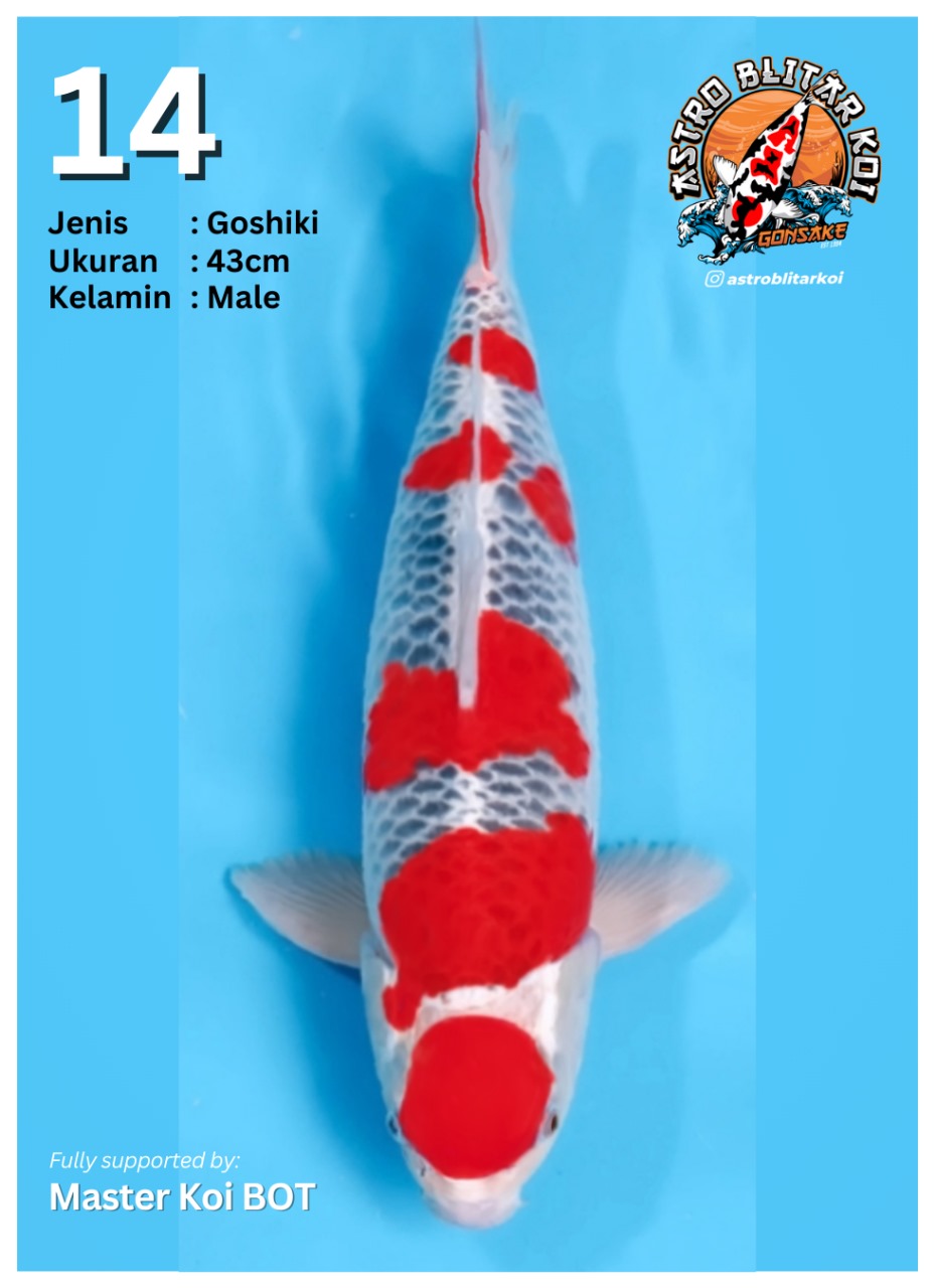 Lelang Koi Online, Jual Beli Ikan Koi, Pusat Jual Beli Koi, Info Lelang Koi Hari Ini, Platform Jual Beli Koi, Jual Beli Ikan Koi Online, Marketplace Ikan Koi, Jual Koi Terbaik, Tempat Beli Koi Berkualitas, Pasar Ikan Koi Online Terpercaya, Penjual Ikan Koi Terpercaya, Beli Koi Hias Online, Ikan Koi untuk Dijual, Koi Kualitas Terbaik, Toko Online Ikan Koi, Koi Hias Untuk Dijual, Jual Beli Ikan Koi Lokal, Koi Indonesia Online, Pusat Jual Beli Koi Terbesar