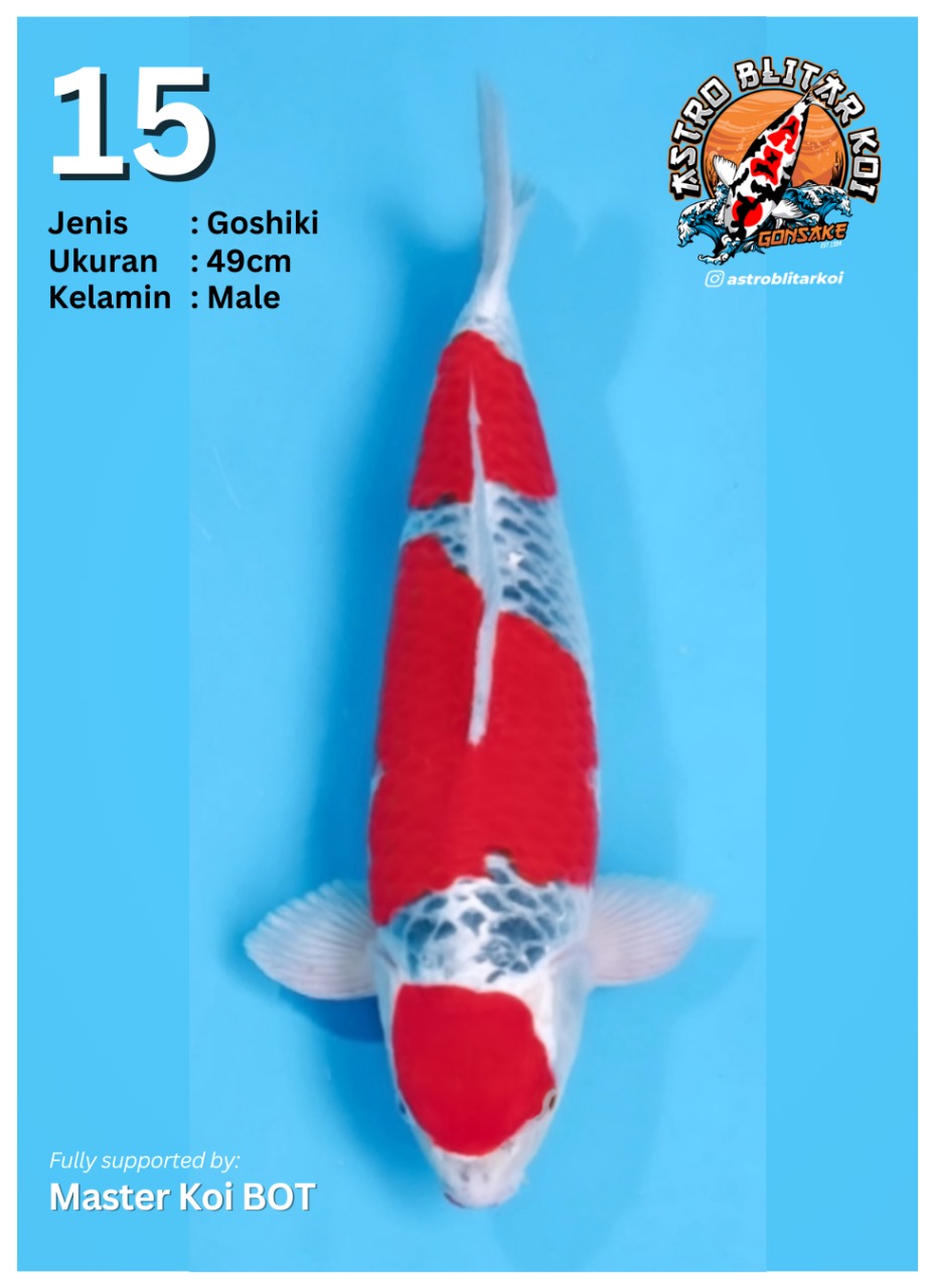 Lelang Koi Online, Jual Beli Ikan Koi, Pusat Jual Beli Koi, Info Lelang Koi Hari Ini, Platform Jual Beli Koi, Jual Beli Ikan Koi Online, Marketplace Ikan Koi, Jual Koi Terbaik, Tempat Beli Koi Berkualitas, Pasar Ikan Koi Online Terpercaya, Penjual Ikan Koi Terpercaya, Beli Koi Hias Online, Ikan Koi untuk Dijual, Koi Kualitas Terbaik, Toko Online Ikan Koi, Koi Hias Untuk Dijual, Jual Beli Ikan Koi Lokal, Koi Indonesia Online, Pusat Jual Beli Koi Terbesar