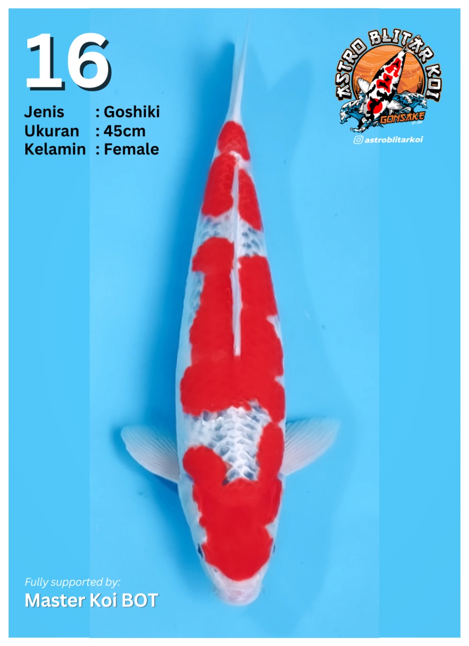 Lelang Koi Online, Jual Beli Ikan Koi, Pusat Jual Beli Koi, Info Lelang Koi Hari Ini, Platform Jual Beli Koi, Jual Beli Ikan Koi Online, Marketplace Ikan Koi, Jual Koi Terbaik, Tempat Beli Koi Berkualitas, Pasar Ikan Koi Online Terpercaya, Penjual Ikan Koi Terpercaya, Beli Koi Hias Online, Ikan Koi untuk Dijual, Koi Kualitas Terbaik, Toko Online Ikan Koi, Koi Hias Untuk Dijual, Jual Beli Ikan Koi Lokal, Koi Indonesia Online, Pusat Jual Beli Koi Terbesar