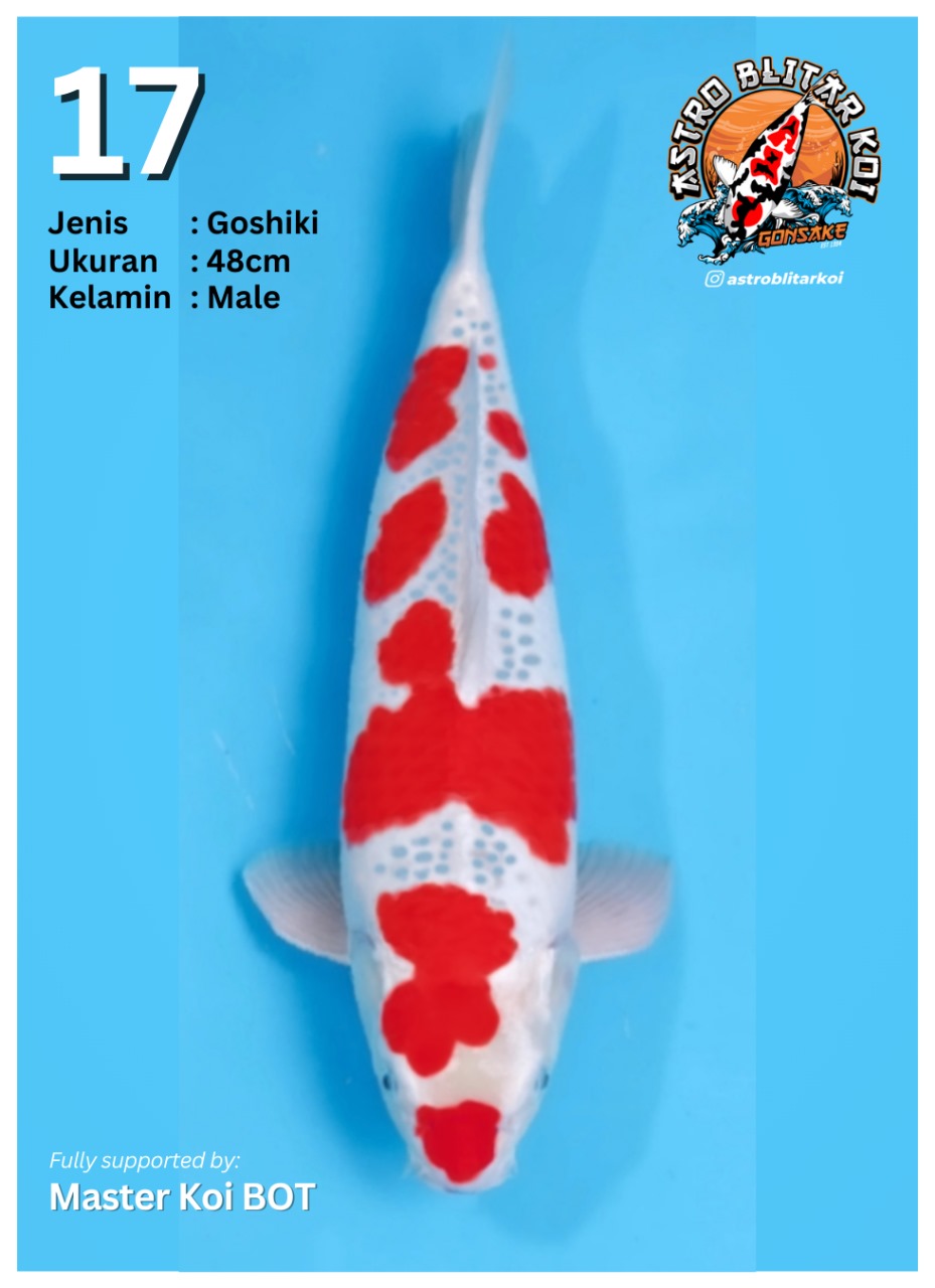 Lelang Koi Online, Jual Beli Ikan Koi, Pusat Jual Beli Koi, Info Lelang Koi Hari Ini, Platform Jual Beli Koi, Jual Beli Ikan Koi Online, Marketplace Ikan Koi, Jual Koi Terbaik, Tempat Beli Koi Berkualitas, Pasar Ikan Koi Online Terpercaya, Penjual Ikan Koi Terpercaya, Beli Koi Hias Online, Ikan Koi untuk Dijual, Koi Kualitas Terbaik, Toko Online Ikan Koi, Koi Hias Untuk Dijual, Jual Beli Ikan Koi Lokal, Koi Indonesia Online, Pusat Jual Beli Koi Terbesar