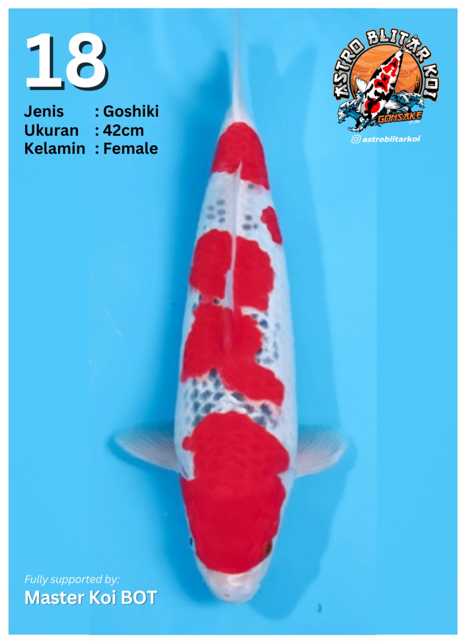 Lelang Koi Online, Jual Beli Ikan Koi, Pusat Jual Beli Koi, Info Lelang Koi Hari Ini, Platform Jual Beli Koi, Jual Beli Ikan Koi Online, Marketplace Ikan Koi, Jual Koi Terbaik, Tempat Beli Koi Berkualitas, Pasar Ikan Koi Online Terpercaya, Penjual Ikan Koi Terpercaya, Beli Koi Hias Online, Ikan Koi untuk Dijual, Koi Kualitas Terbaik, Toko Online Ikan Koi, Koi Hias Untuk Dijual, Jual Beli Ikan Koi Lokal, Koi Indonesia Online, Pusat Jual Beli Koi Terbesar