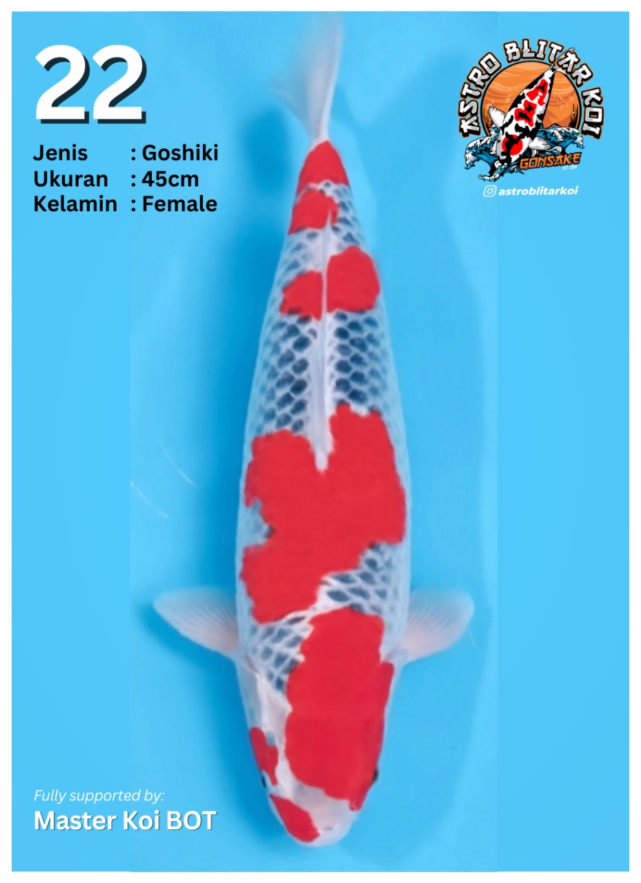 Lelang Koi Online, Jual Beli Ikan Koi, Pusat Jual Beli Koi, Info Lelang Koi Hari Ini, Platform Jual Beli Koi, Jual Beli Ikan Koi Online, Marketplace Ikan Koi, Jual Koi Terbaik, Tempat Beli Koi Berkualitas, Pasar Ikan Koi Online Terpercaya, Penjual Ikan Koi Terpercaya, Beli Koi Hias Online, Ikan Koi untuk Dijual, Koi Kualitas Terbaik, Toko Online Ikan Koi, Koi Hias Untuk Dijual, Jual Beli Ikan Koi Lokal, Koi Indonesia Online, Pusat Jual Beli Koi Terbesar