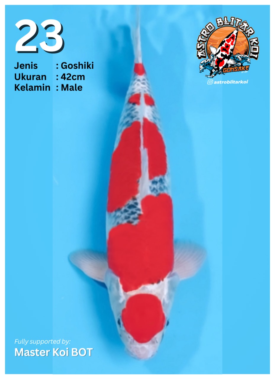 Lelang Koi Online, Jual Beli Ikan Koi, Pusat Jual Beli Koi, Info Lelang Koi Hari Ini, Platform Jual Beli Koi, Jual Beli Ikan Koi Online, Marketplace Ikan Koi, Jual Koi Terbaik, Tempat Beli Koi Berkualitas, Pasar Ikan Koi Online Terpercaya, Penjual Ikan Koi Terpercaya, Beli Koi Hias Online, Ikan Koi untuk Dijual, Koi Kualitas Terbaik, Toko Online Ikan Koi, Koi Hias Untuk Dijual, Jual Beli Ikan Koi Lokal, Koi Indonesia Online, Pusat Jual Beli Koi Terbesar