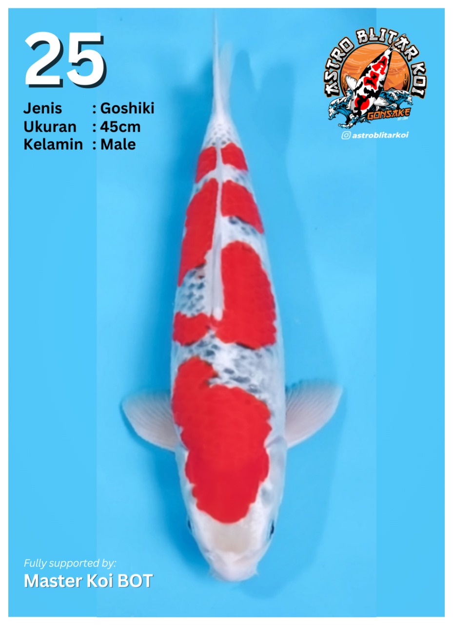 Lelang Koi Online, Jual Beli Ikan Koi, Pusat Jual Beli Koi, Info Lelang Koi Hari Ini, Platform Jual Beli Koi, Jual Beli Ikan Koi Online, Marketplace Ikan Koi, Jual Koi Terbaik, Tempat Beli Koi Berkualitas, Pasar Ikan Koi Online Terpercaya, Penjual Ikan Koi Terpercaya, Beli Koi Hias Online, Ikan Koi untuk Dijual, Koi Kualitas Terbaik, Toko Online Ikan Koi, Koi Hias Untuk Dijual, Jual Beli Ikan Koi Lokal, Koi Indonesia Online, Pusat Jual Beli Koi Terbesar