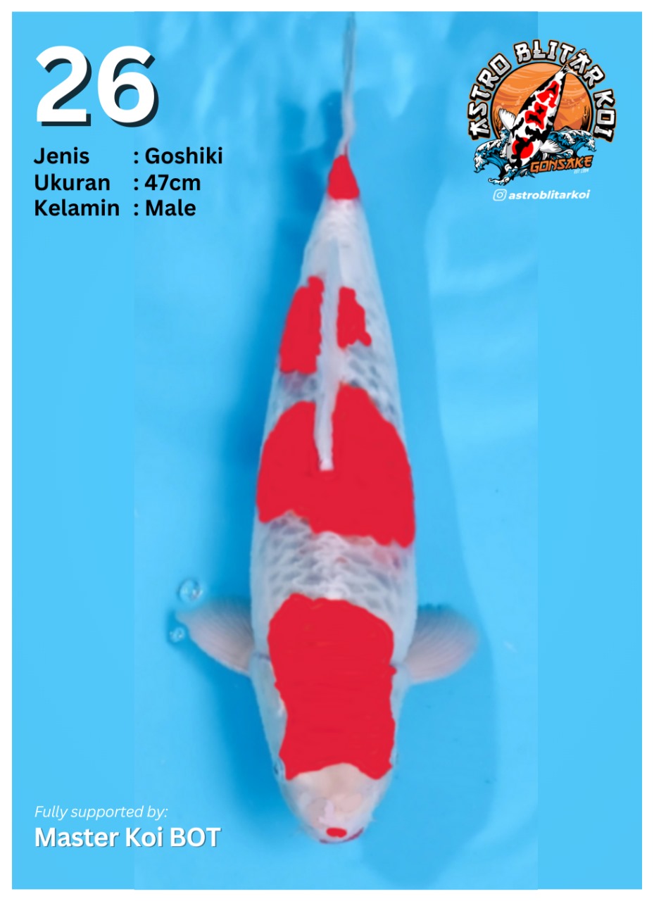 Lelang Koi Online, Jual Beli Ikan Koi, Pusat Jual Beli Koi, Info Lelang Koi Hari Ini, Platform Jual Beli Koi, Jual Beli Ikan Koi Online, Marketplace Ikan Koi, Jual Koi Terbaik, Tempat Beli Koi Berkualitas, Pasar Ikan Koi Online Terpercaya, Penjual Ikan Koi Terpercaya, Beli Koi Hias Online, Ikan Koi untuk Dijual, Koi Kualitas Terbaik, Toko Online Ikan Koi, Koi Hias Untuk Dijual, Jual Beli Ikan Koi Lokal, Koi Indonesia Online, Pusat Jual Beli Koi Terbesar