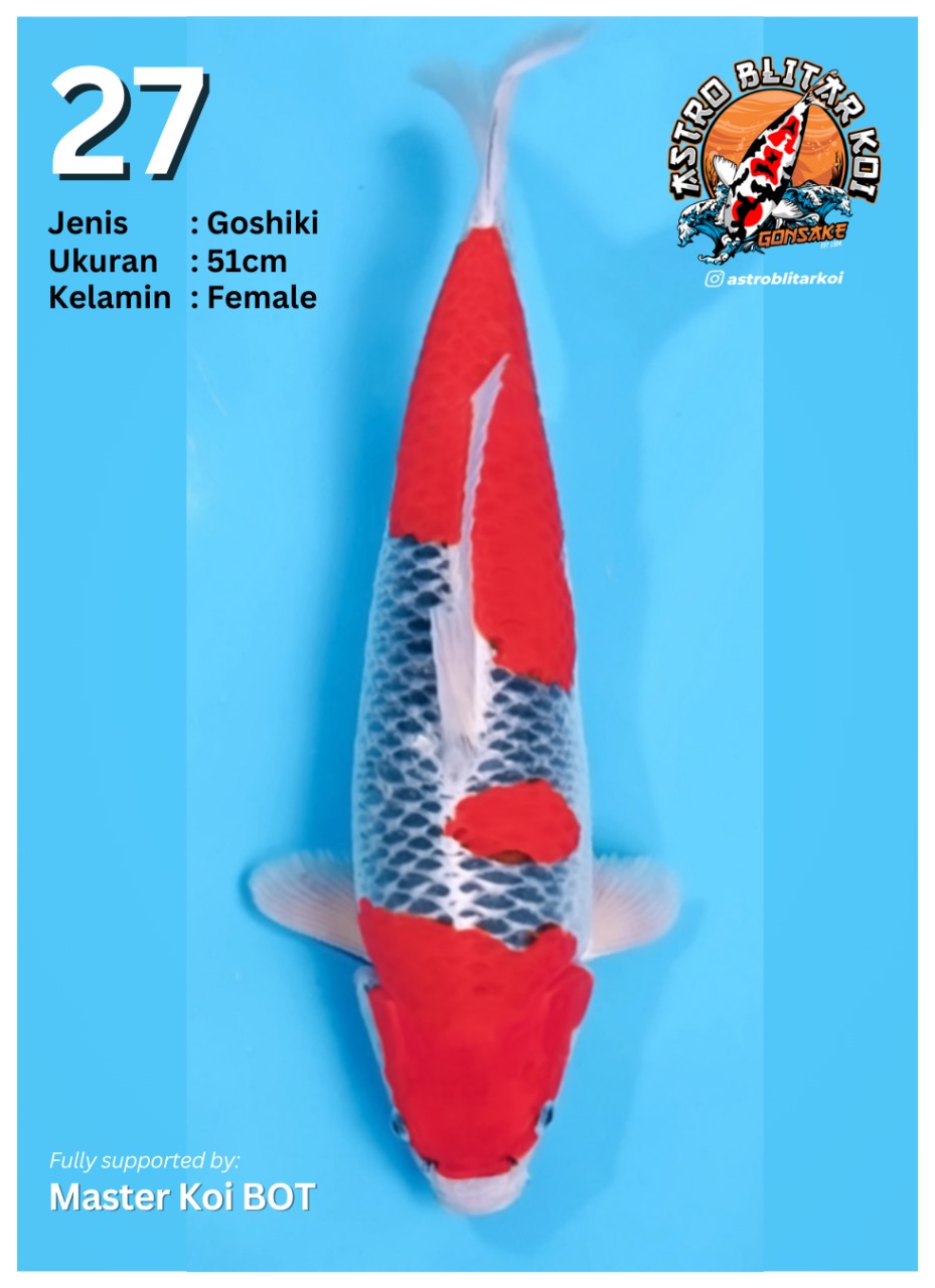 Lelang Koi Online, Jual Beli Ikan Koi, Pusat Jual Beli Koi, Info Lelang Koi Hari Ini, Platform Jual Beli Koi, Jual Beli Ikan Koi Online, Marketplace Ikan Koi, Jual Koi Terbaik, Tempat Beli Koi Berkualitas, Pasar Ikan Koi Online Terpercaya, Penjual Ikan Koi Terpercaya, Beli Koi Hias Online, Ikan Koi untuk Dijual, Koi Kualitas Terbaik, Toko Online Ikan Koi, Koi Hias Untuk Dijual, Jual Beli Ikan Koi Lokal, Koi Indonesia Online, Pusat Jual Beli Koi Terbesar
