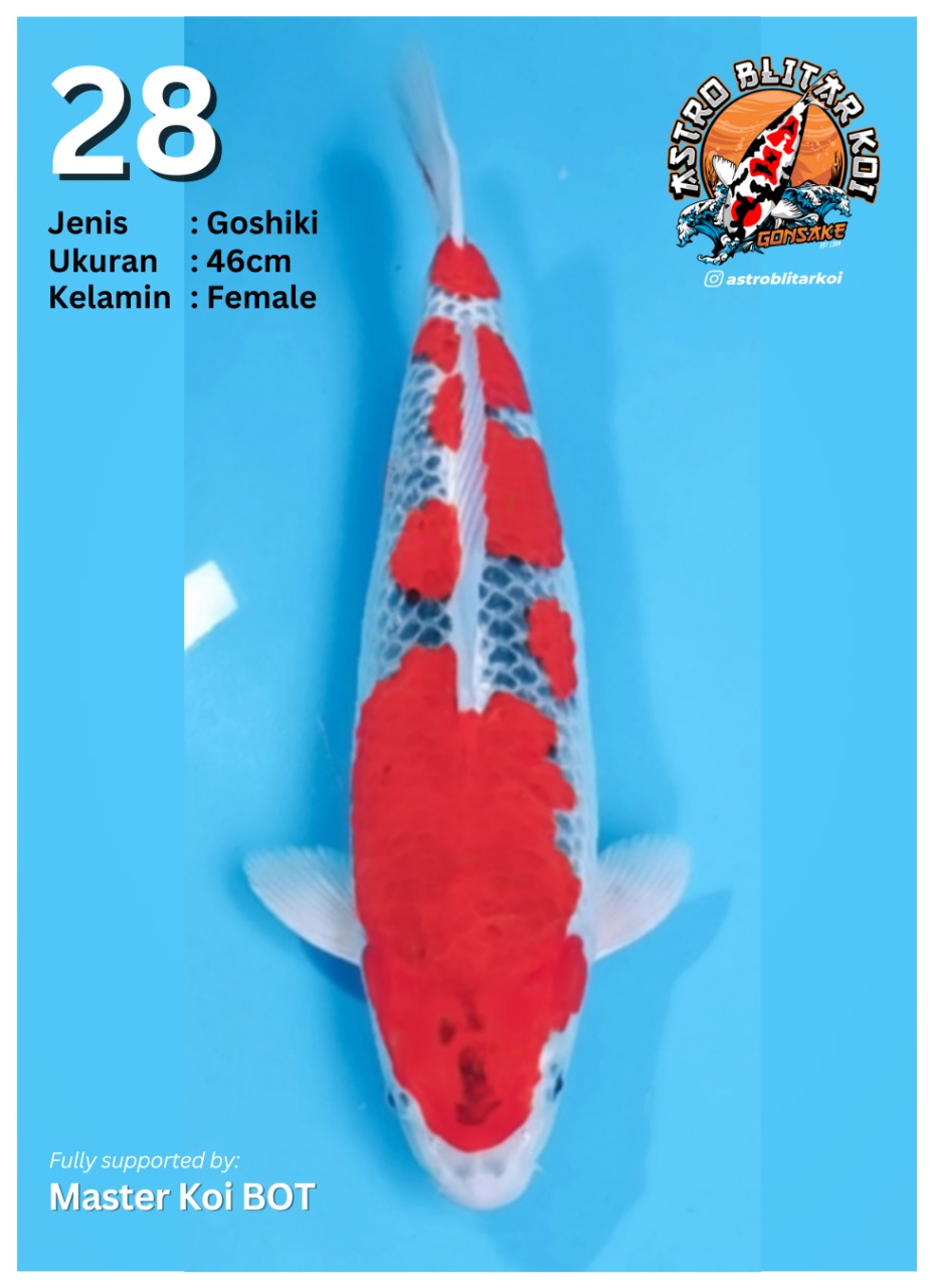 Lelang Koi Online, Jual Beli Ikan Koi, Pusat Jual Beli Koi, Info Lelang Koi Hari Ini, Platform Jual Beli Koi, Jual Beli Ikan Koi Online, Marketplace Ikan Koi, Jual Koi Terbaik, Tempat Beli Koi Berkualitas, Pasar Ikan Koi Online Terpercaya, Penjual Ikan Koi Terpercaya, Beli Koi Hias Online, Ikan Koi untuk Dijual, Koi Kualitas Terbaik, Toko Online Ikan Koi, Koi Hias Untuk Dijual, Jual Beli Ikan Koi Lokal, Koi Indonesia Online, Pusat Jual Beli Koi Terbesar