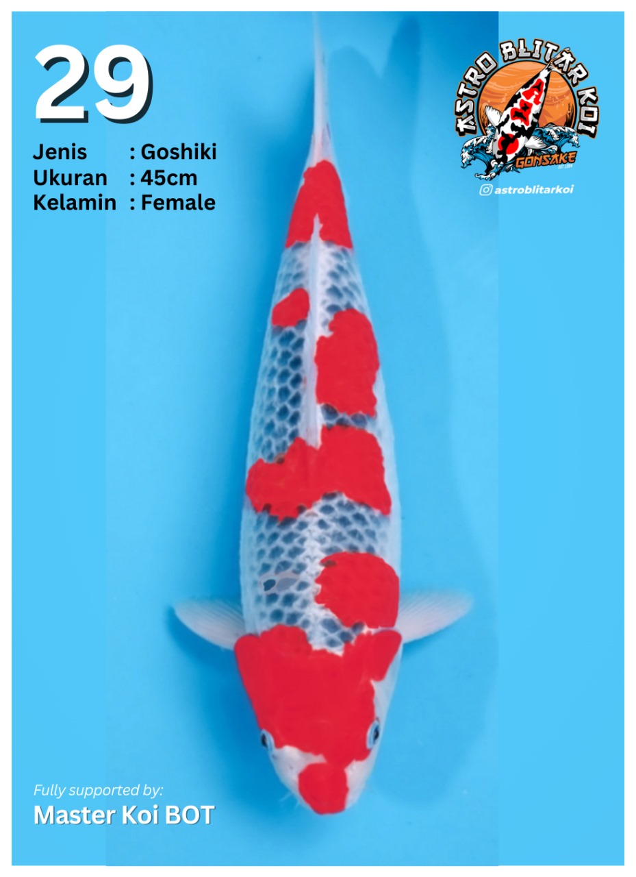 Lelang Koi Online, Jual Beli Ikan Koi, Pusat Jual Beli Koi, Info Lelang Koi Hari Ini, Platform Jual Beli Koi, Jual Beli Ikan Koi Online, Marketplace Ikan Koi, Jual Koi Terbaik, Tempat Beli Koi Berkualitas, Pasar Ikan Koi Online Terpercaya, Penjual Ikan Koi Terpercaya, Beli Koi Hias Online, Ikan Koi untuk Dijual, Koi Kualitas Terbaik, Toko Online Ikan Koi, Koi Hias Untuk Dijual, Jual Beli Ikan Koi Lokal, Koi Indonesia Online, Pusat Jual Beli Koi Terbesar