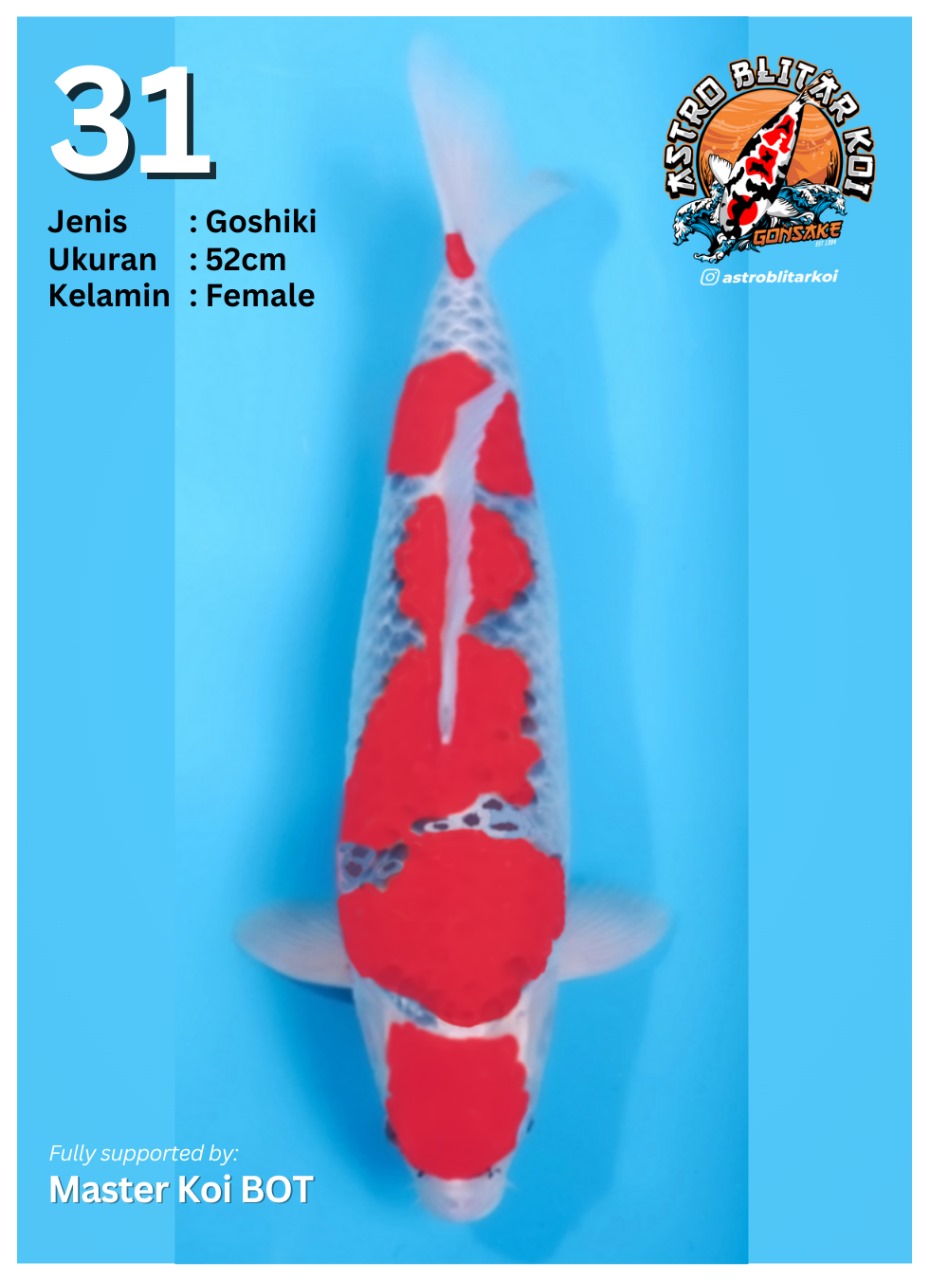 Lelang Koi Online, Jual Beli Ikan Koi, Pusat Jual Beli Koi, Info Lelang Koi Hari Ini, Platform Jual Beli Koi, Jual Beli Ikan Koi Online, Marketplace Ikan Koi, Jual Koi Terbaik, Tempat Beli Koi Berkualitas, Pasar Ikan Koi Online Terpercaya, Penjual Ikan Koi Terpercaya, Beli Koi Hias Online, Ikan Koi untuk Dijual, Koi Kualitas Terbaik, Toko Online Ikan Koi, Koi Hias Untuk Dijual, Jual Beli Ikan Koi Lokal, Koi Indonesia Online, Pusat Jual Beli Koi Terbesar