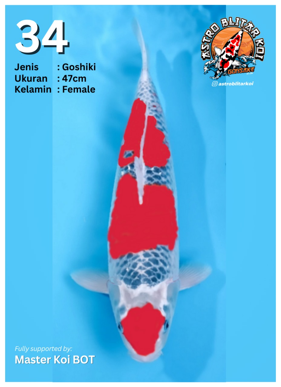 Lelang Koi Online, Jual Beli Ikan Koi, Pusat Jual Beli Koi, Info Lelang Koi Hari Ini, Platform Jual Beli Koi, Jual Beli Ikan Koi Online, Marketplace Ikan Koi, Jual Koi Terbaik, Tempat Beli Koi Berkualitas, Pasar Ikan Koi Online Terpercaya, Penjual Ikan Koi Terpercaya, Beli Koi Hias Online, Ikan Koi untuk Dijual, Koi Kualitas Terbaik, Toko Online Ikan Koi, Koi Hias Untuk Dijual, Jual Beli Ikan Koi Lokal, Koi Indonesia Online, Pusat Jual Beli Koi Terbesar