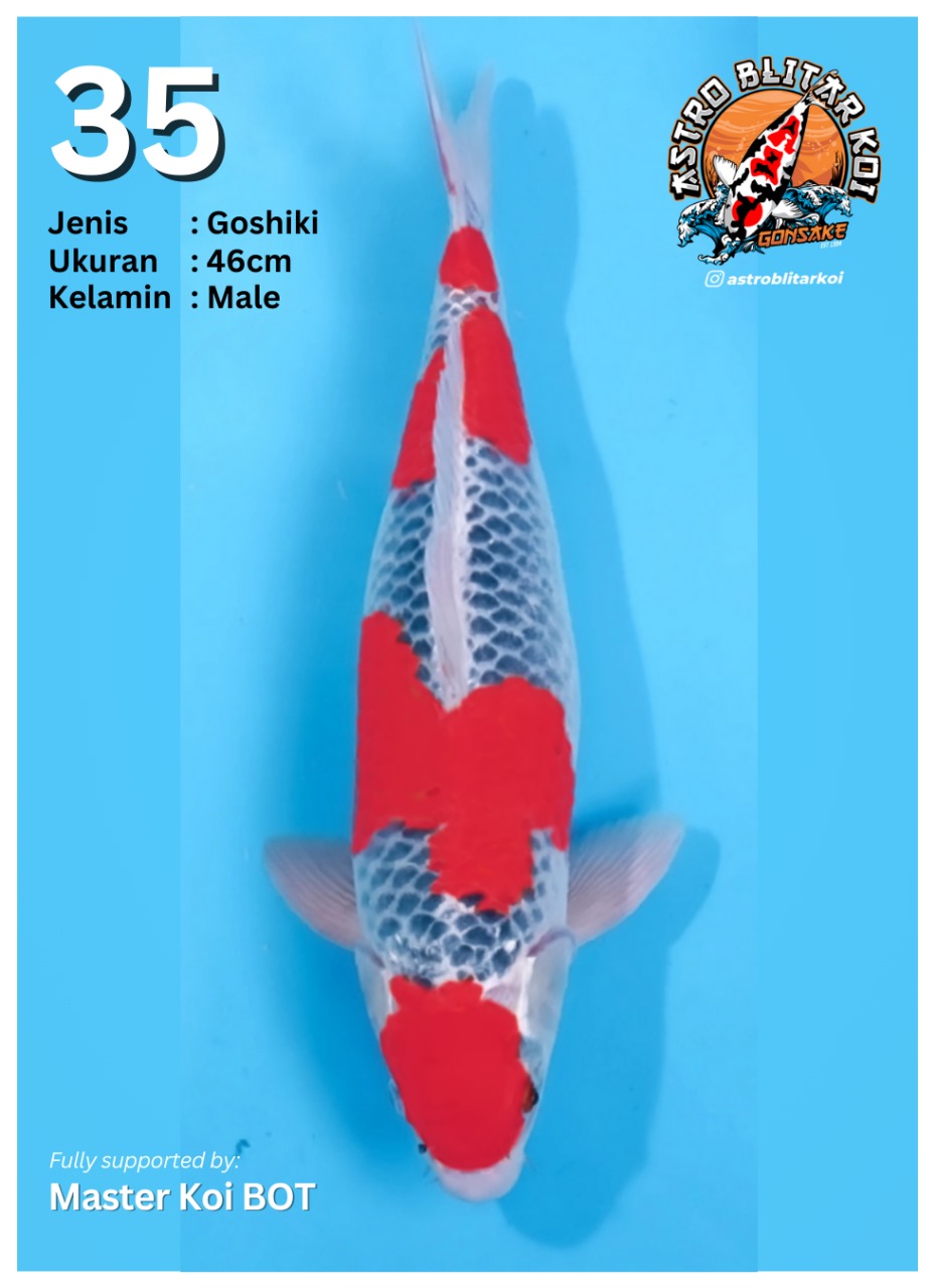Lelang Koi Online, Jual Beli Ikan Koi, Pusat Jual Beli Koi, Info Lelang Koi Hari Ini, Platform Jual Beli Koi, Jual Beli Ikan Koi Online, Marketplace Ikan Koi, Jual Koi Terbaik, Tempat Beli Koi Berkualitas, Pasar Ikan Koi Online Terpercaya, Penjual Ikan Koi Terpercaya, Beli Koi Hias Online, Ikan Koi untuk Dijual, Koi Kualitas Terbaik, Toko Online Ikan Koi, Koi Hias Untuk Dijual, Jual Beli Ikan Koi Lokal, Koi Indonesia Online, Pusat Jual Beli Koi Terbesar