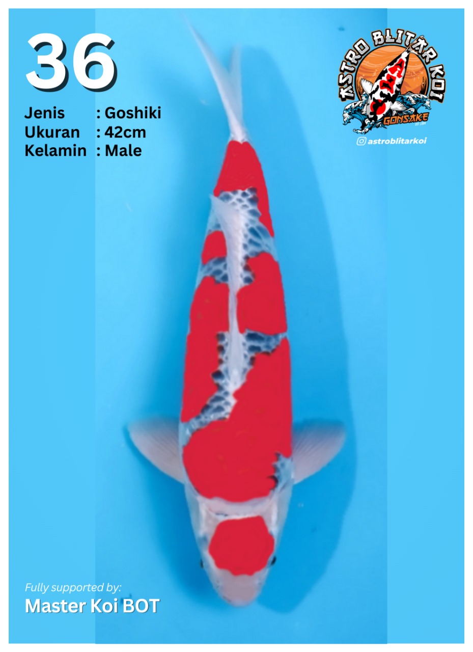 Lelang Koi Online, Jual Beli Ikan Koi, Pusat Jual Beli Koi, Info Lelang Koi Hari Ini, Platform Jual Beli Koi, Jual Beli Ikan Koi Online, Marketplace Ikan Koi, Jual Koi Terbaik, Tempat Beli Koi Berkualitas, Pasar Ikan Koi Online Terpercaya, Penjual Ikan Koi Terpercaya, Beli Koi Hias Online, Ikan Koi untuk Dijual, Koi Kualitas Terbaik, Toko Online Ikan Koi, Koi Hias Untuk Dijual, Jual Beli Ikan Koi Lokal, Koi Indonesia Online, Pusat Jual Beli Koi Terbesar