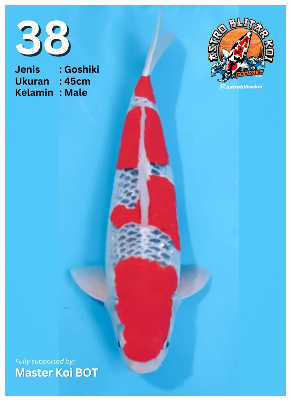 Lelang Koi Online, Jual Beli Ikan Koi, Pusat Jual Beli Koi, Info Lelang Koi Hari Ini, Platform Jual Beli Koi, Jual Beli Ikan Koi Online, Marketplace Ikan Koi, Jual Koi Terbaik, Tempat Beli Koi Berkualitas, Pasar Ikan Koi Online Terpercaya, Penjual Ikan Koi Terpercaya, Beli Koi Hias Online, Ikan Koi untuk Dijual, Koi Kualitas Terbaik, Toko Online Ikan Koi, Koi Hias Untuk Dijual, Jual Beli Ikan Koi Lokal, Koi Indonesia Online, Pusat Jual Beli Koi Terbesar