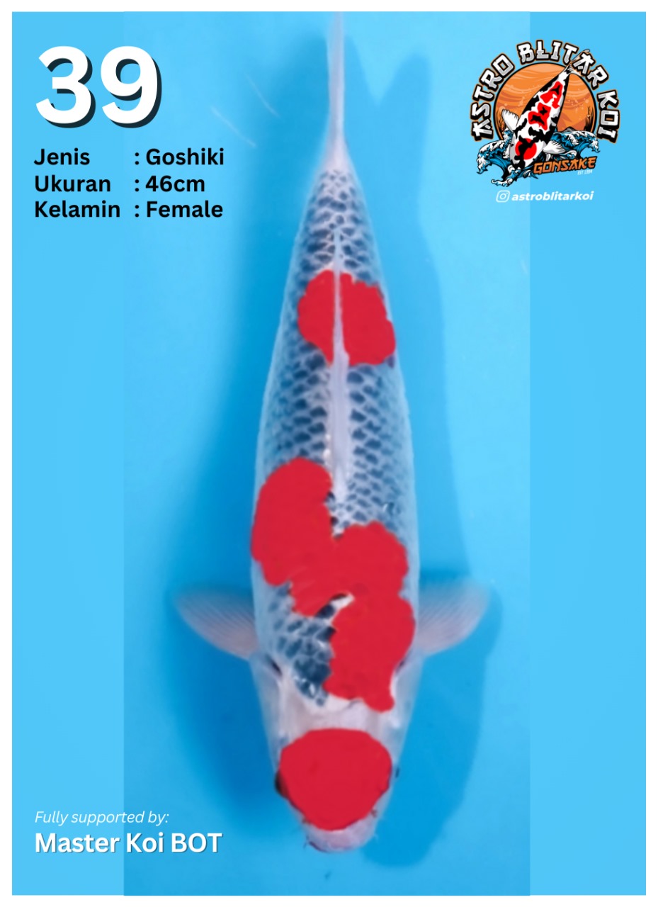 Lelang Koi Online, Jual Beli Ikan Koi, Pusat Jual Beli Koi, Info Lelang Koi Hari Ini, Platform Jual Beli Koi, Jual Beli Ikan Koi Online, Marketplace Ikan Koi, Jual Koi Terbaik, Tempat Beli Koi Berkualitas, Pasar Ikan Koi Online Terpercaya, Penjual Ikan Koi Terpercaya, Beli Koi Hias Online, Ikan Koi untuk Dijual, Koi Kualitas Terbaik, Toko Online Ikan Koi, Koi Hias Untuk Dijual, Jual Beli Ikan Koi Lokal, Koi Indonesia Online, Pusat Jual Beli Koi Terbesar