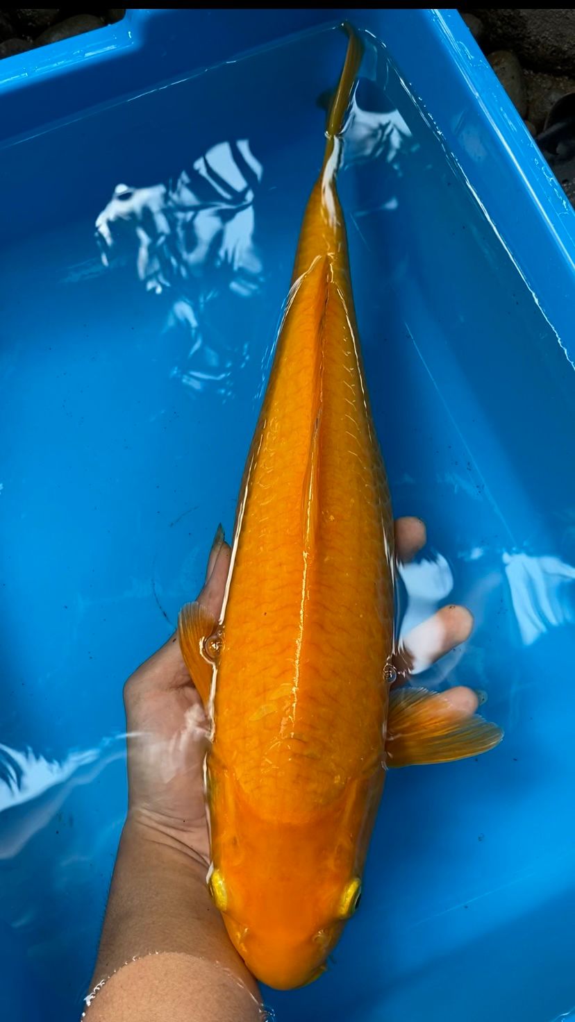 KARASI MANGO 42cm