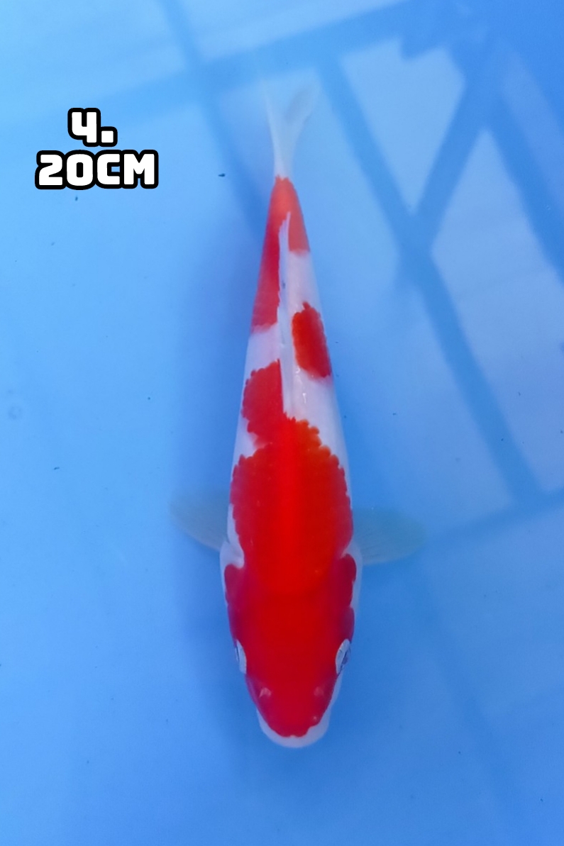 Lelang Koi Online, Jual Beli Ikan Koi, Pusat Jual Beli Koi, Info Lelang Koi Hari Ini, Platform Jual Beli Koi, Jual Beli Ikan Koi Online, Marketplace Ikan Koi, Jual Koi Terbaik, Tempat Beli Koi Berkualitas, Pasar Ikan Koi Online Terpercaya, Penjual Ikan Koi Terpercaya, Beli Koi Hias Online, Ikan Koi untuk Dijual, Koi Kualitas Terbaik, Toko Online Ikan Koi, Koi Hias Untuk Dijual, Jual Beli Ikan Koi Lokal, Koi Indonesia Online, Pusat Jual Beli Koi Terbesar