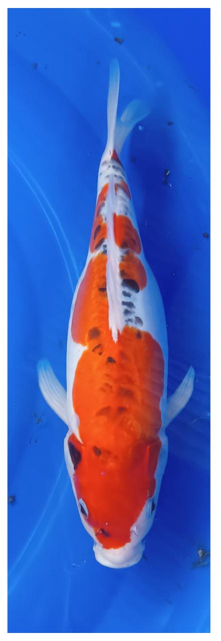KAWARIMONO 36cm