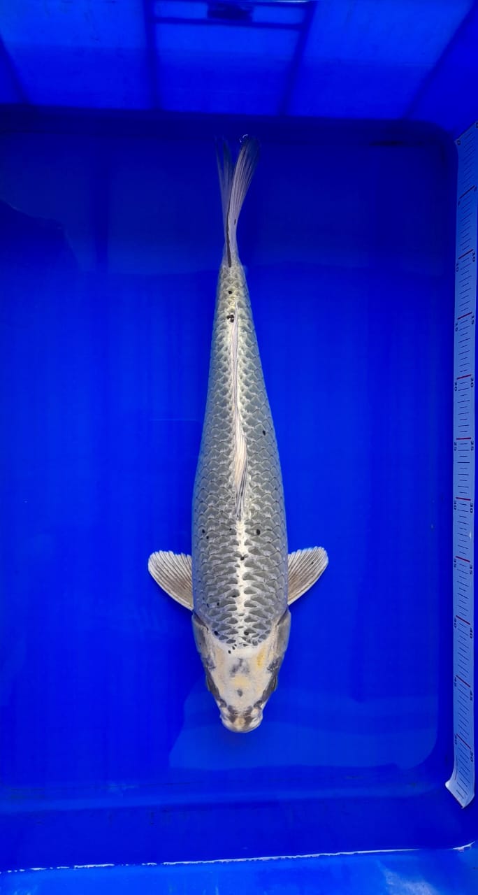SILVER FOX HQ 46cm