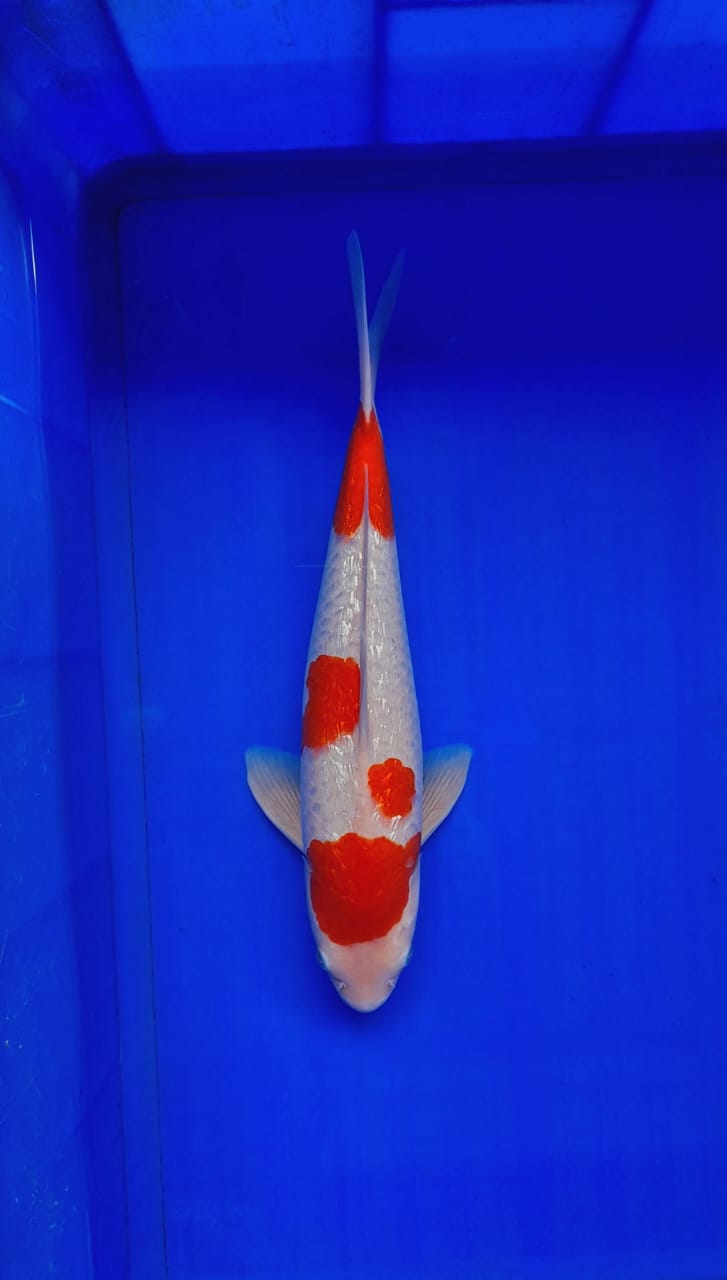 GINRIN KOHAKU HQ 37cm